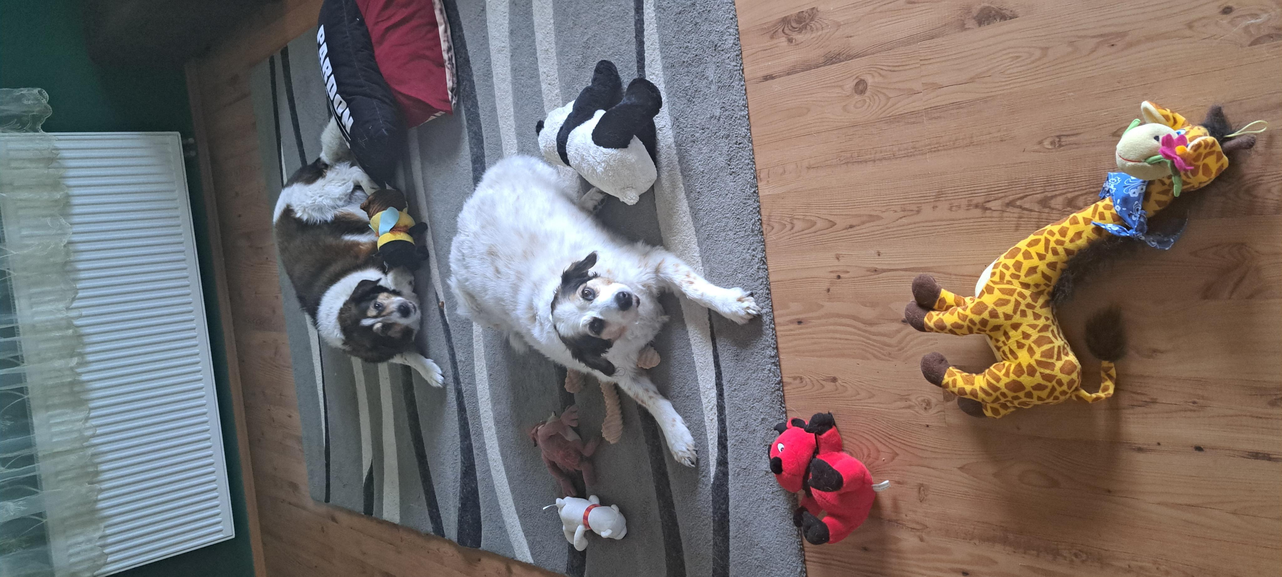 Veterinární klinika Zodiacus 97 s.r.o. foto 6