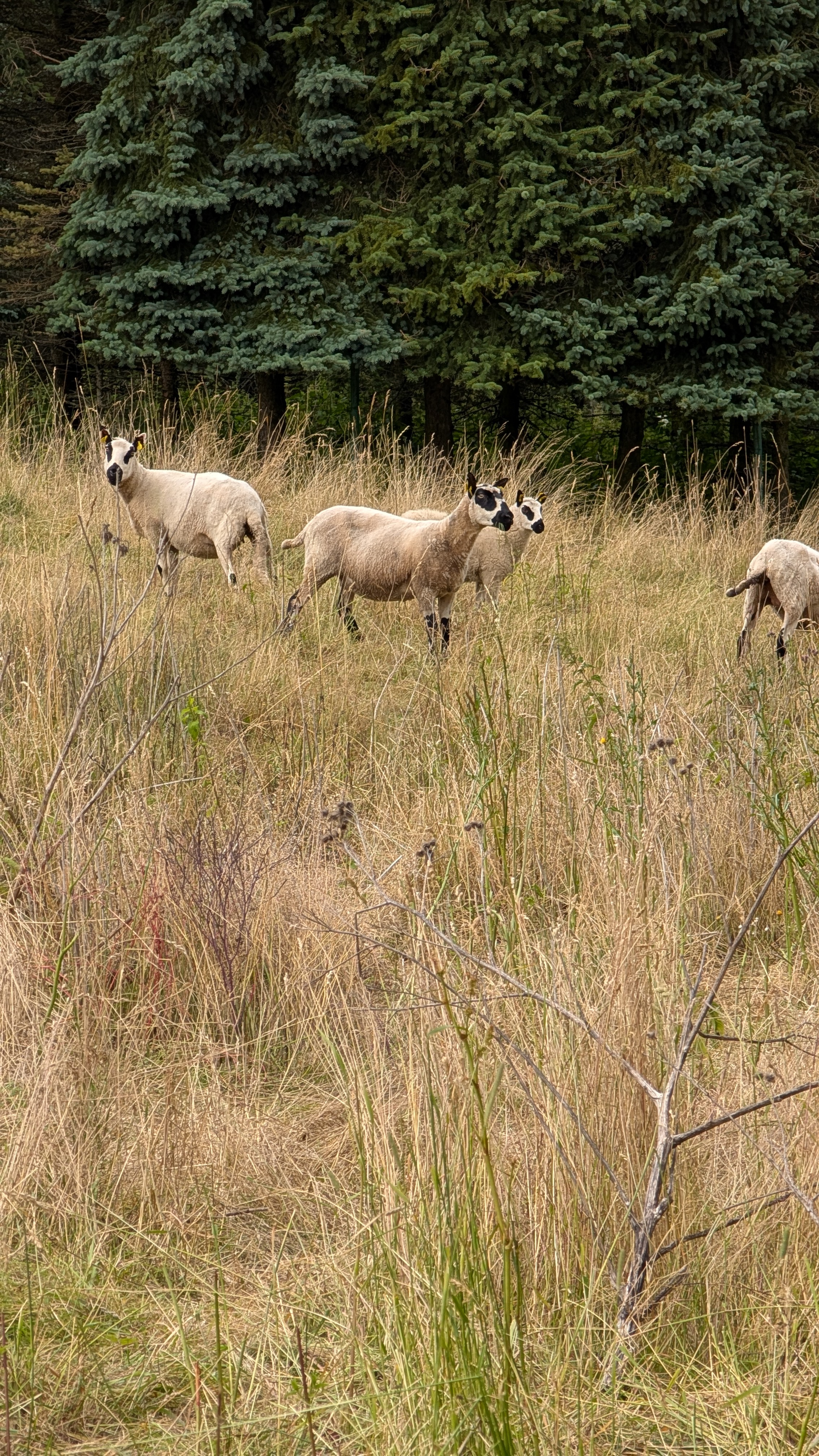 Zoopark Holčovice foto 5