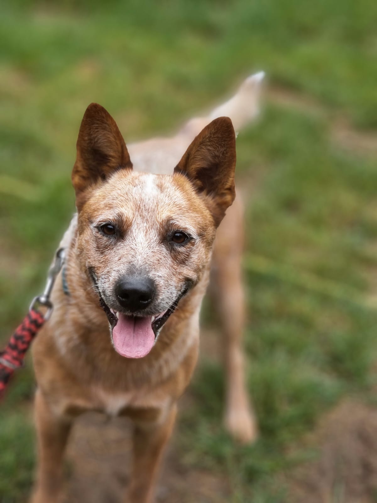 V.R.K. Adamov škola a hotel pro psy foto 3