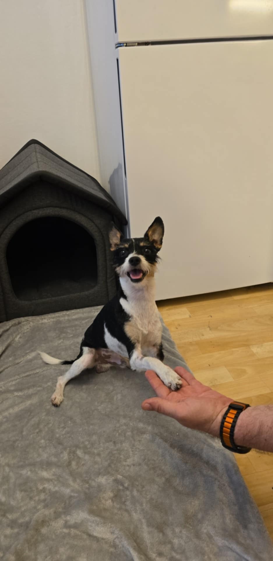 Veterinární klinika Hloubětín foto 6