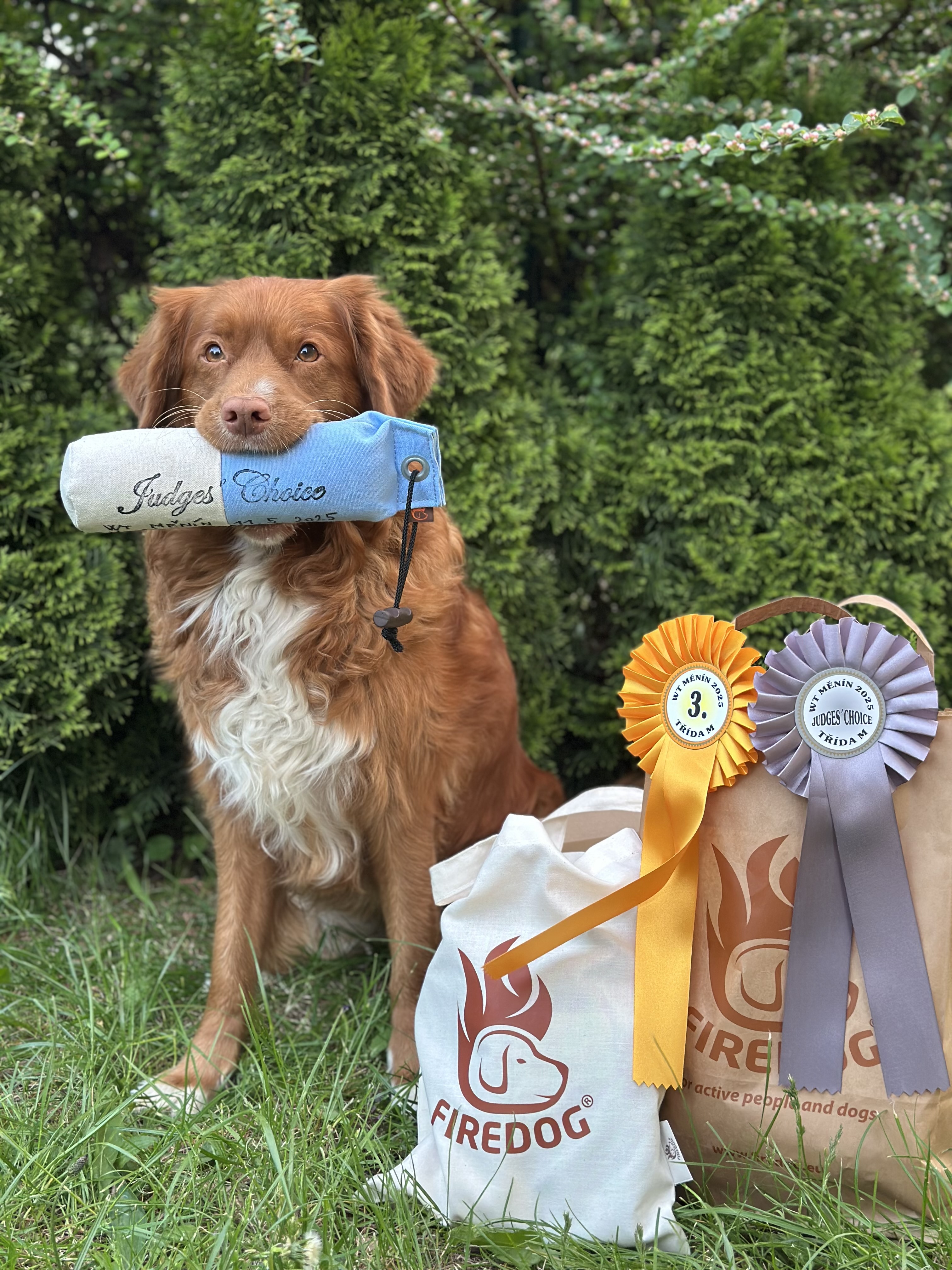 Wildberry Gundogs - Veronika Majerová foto 4