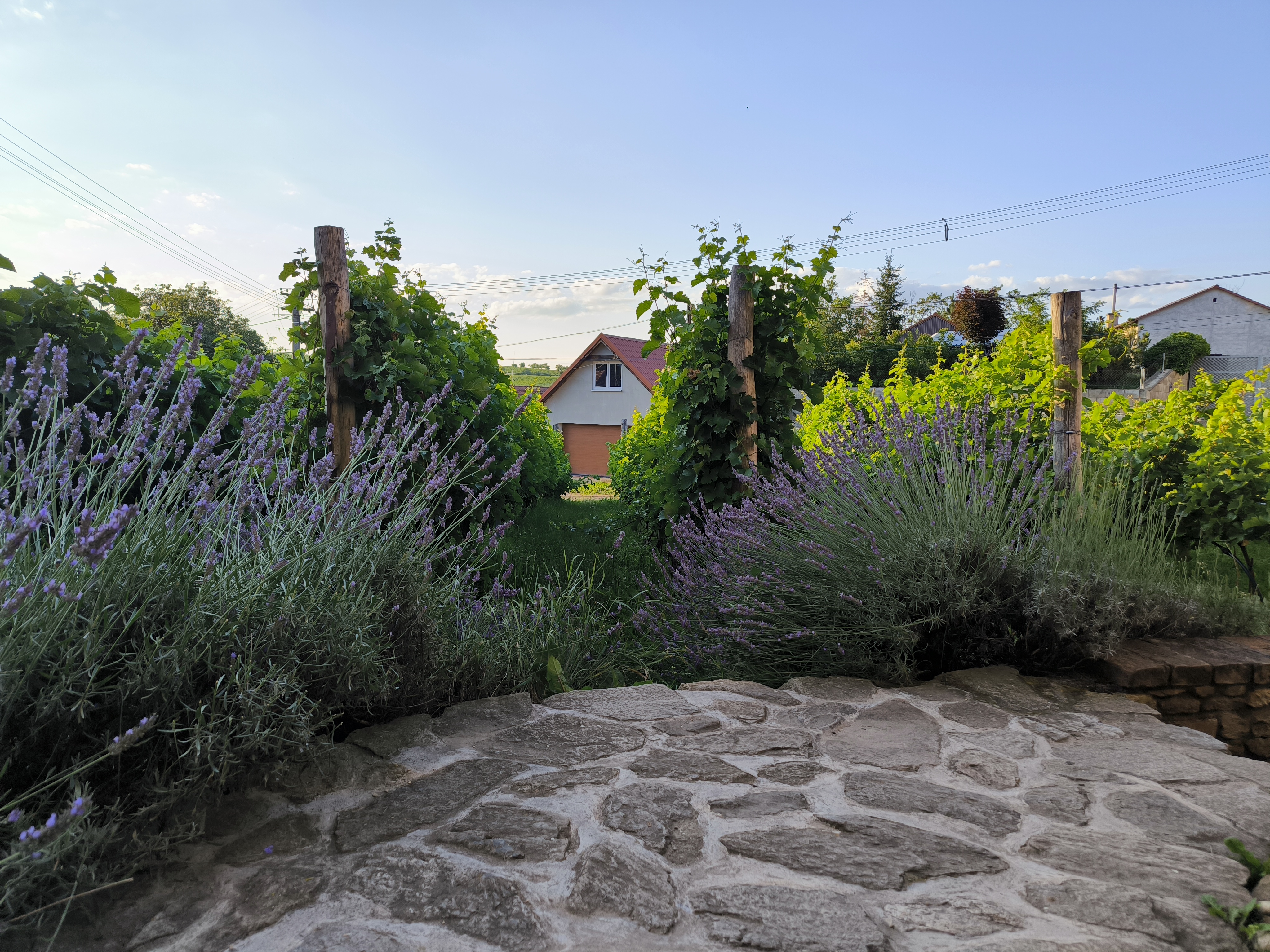 Vinařství a penzion Lintner foto 6