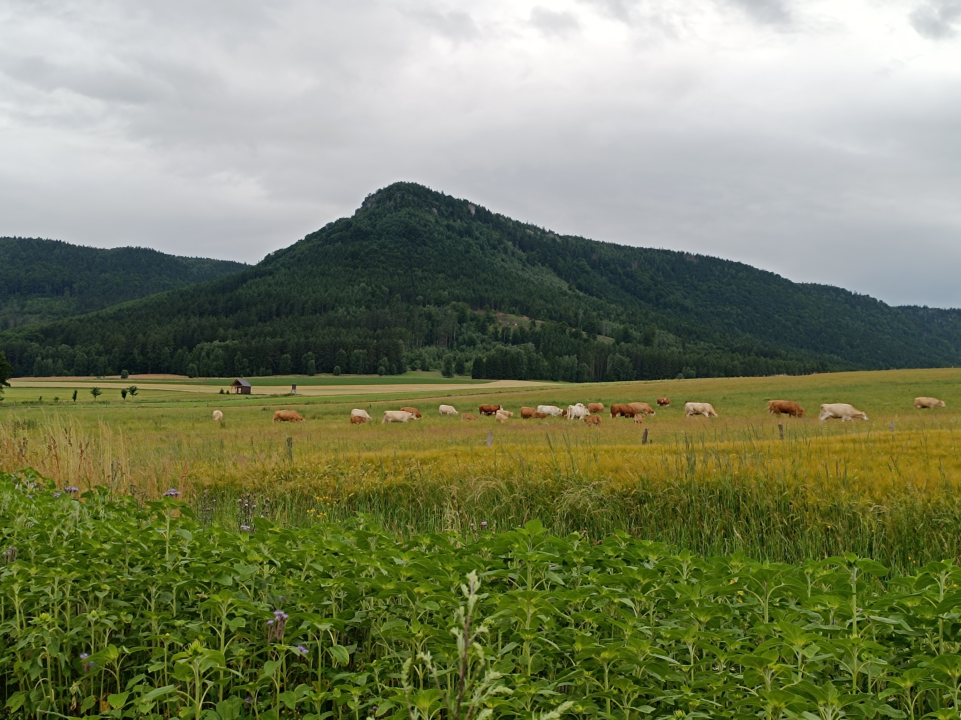 Camping Božanov foto 4