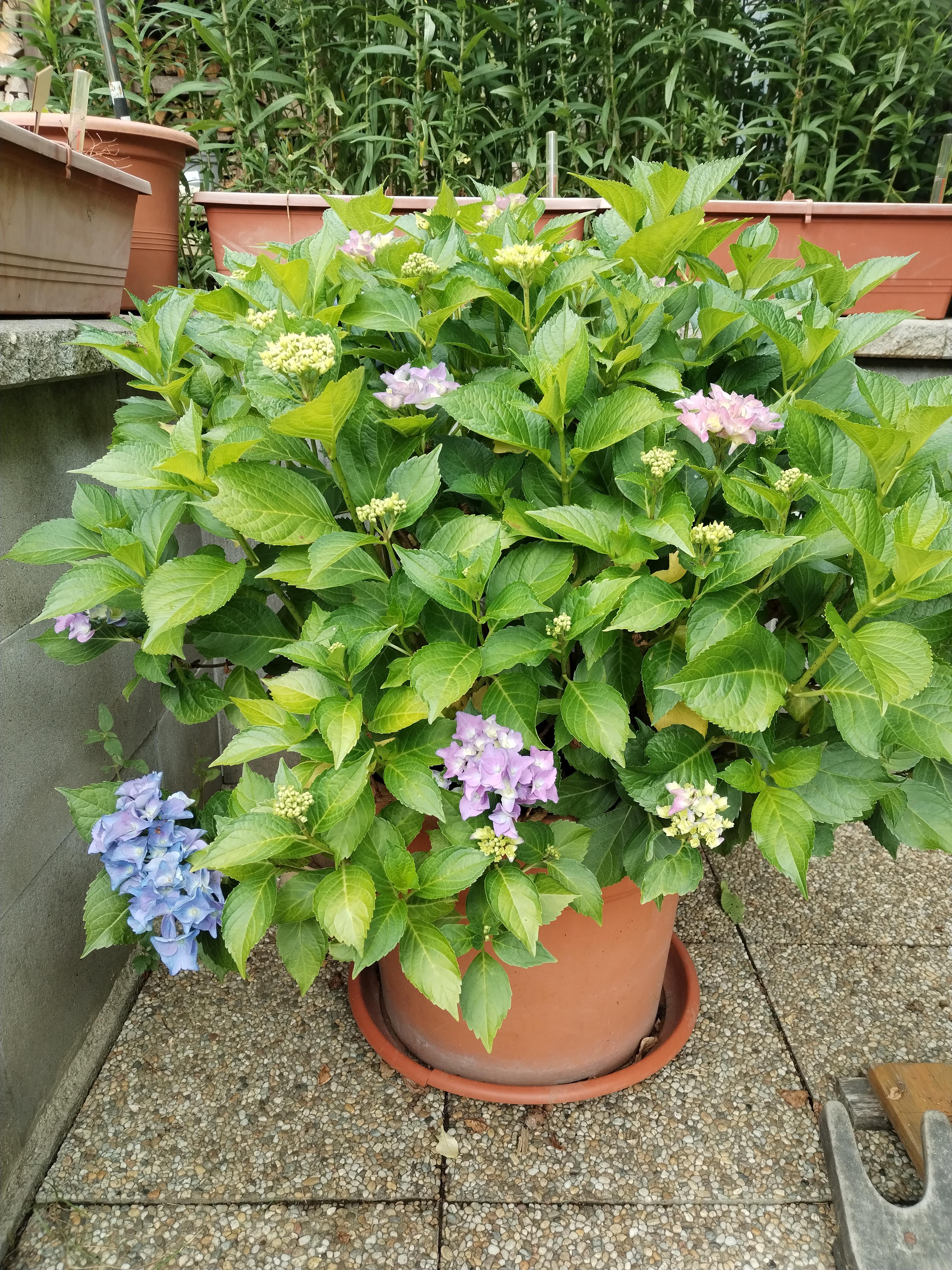 Zahradnictví SBAUM foto 3