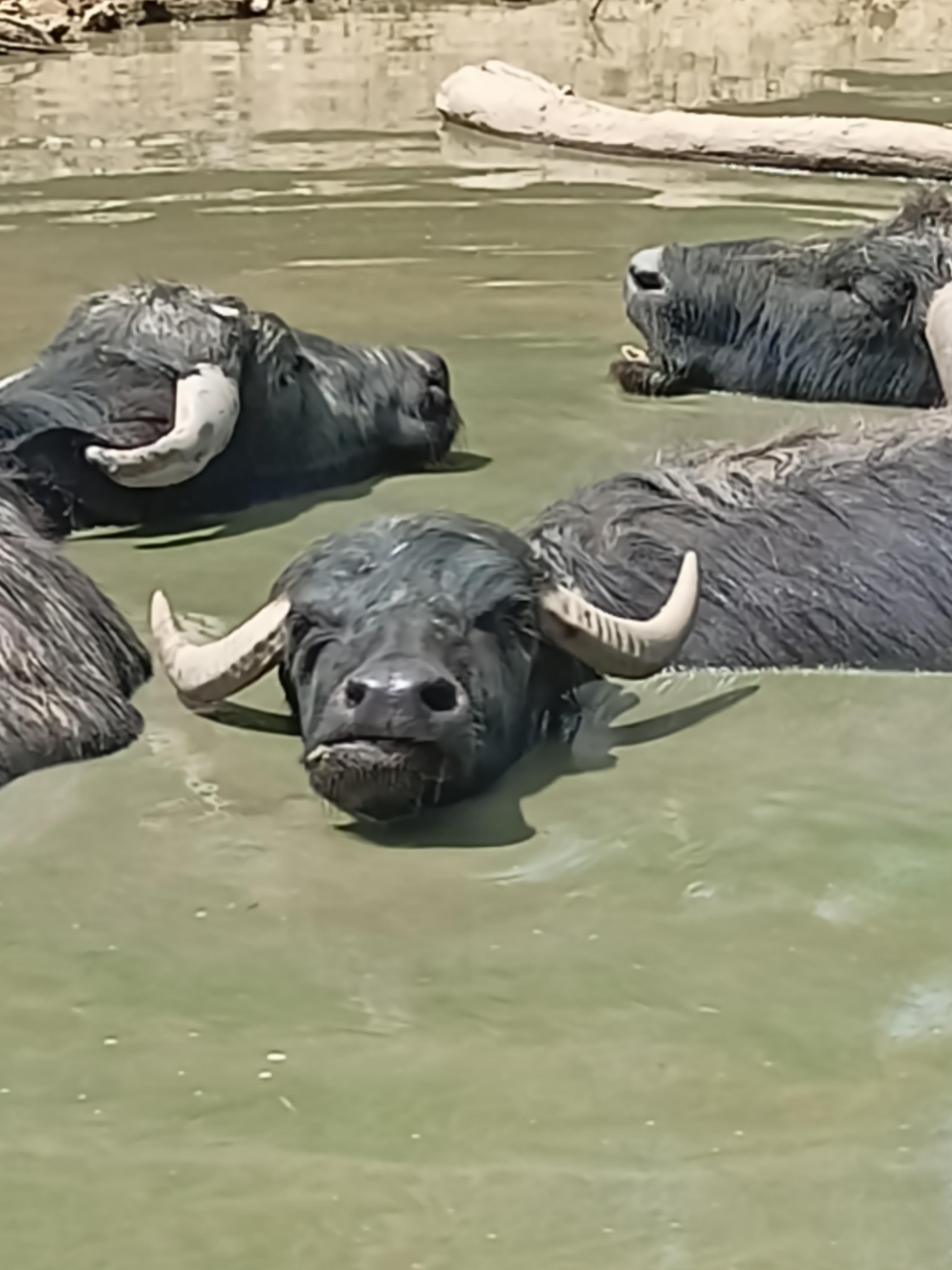 Zoologická zahrada Dvorec foto 4