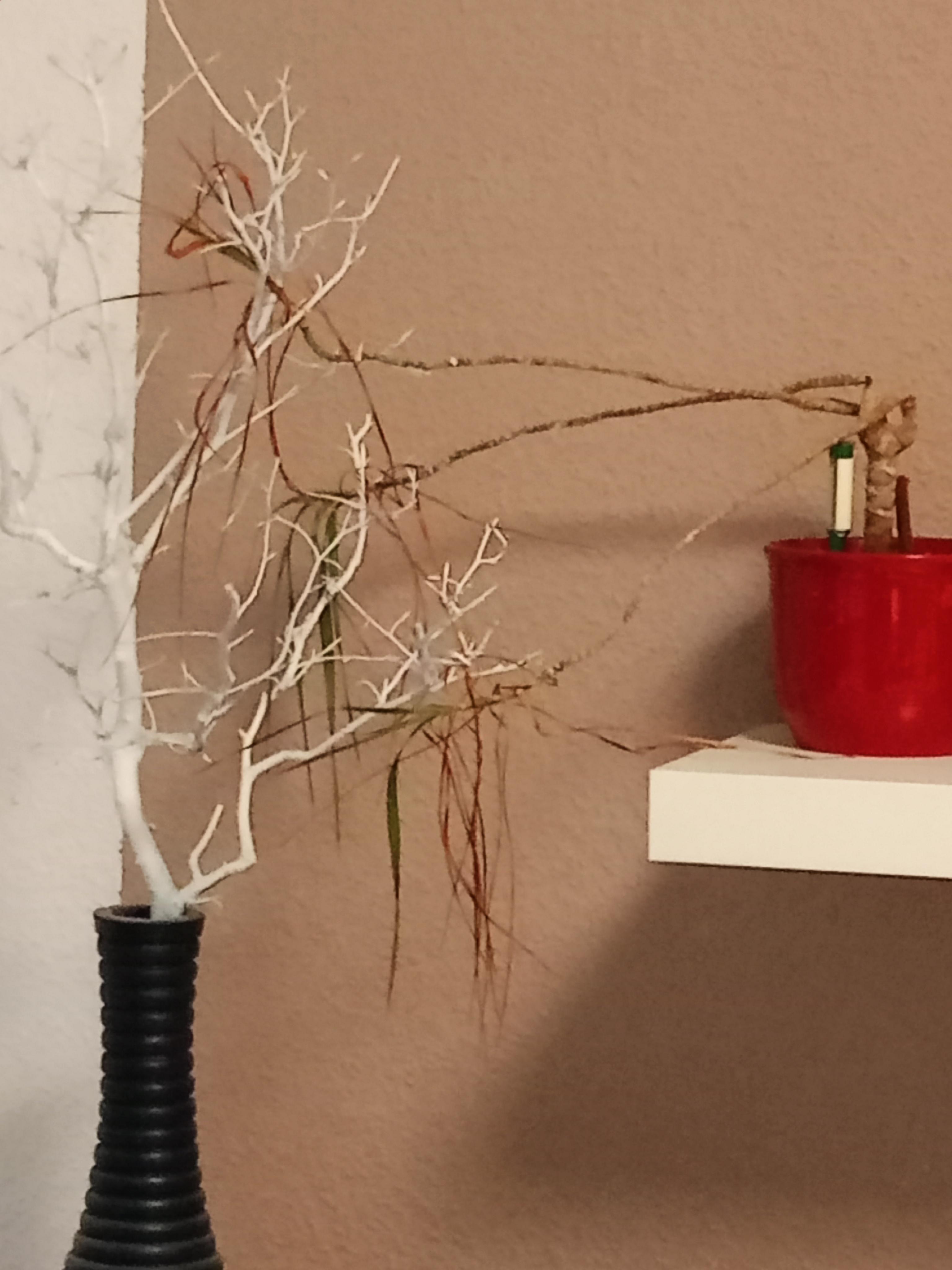 Apartmán Luhačovice Zahradní čtvrť 923 foto 4