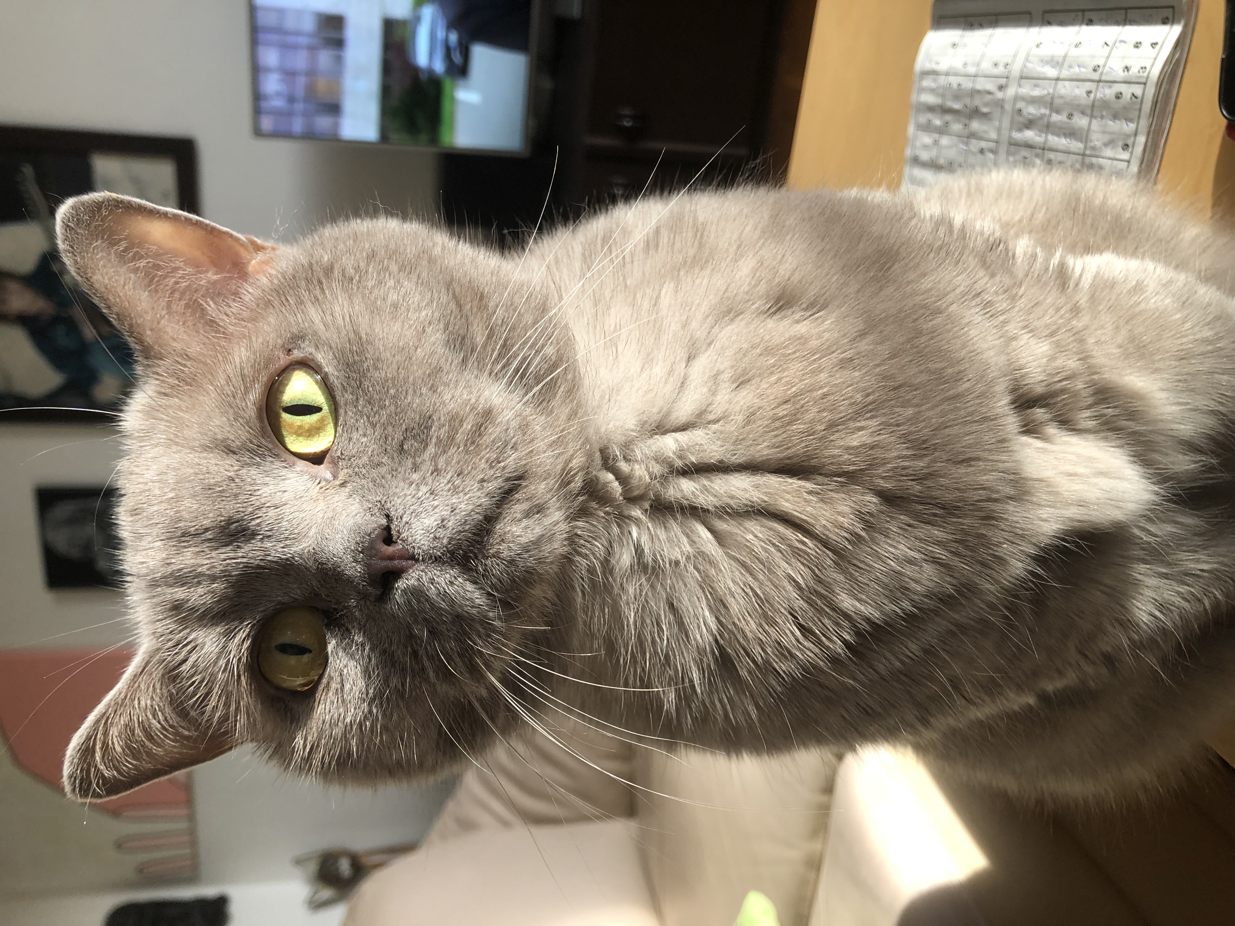 Veterina Svahy - MVDr. Lucia Friedlaenderová foto 2