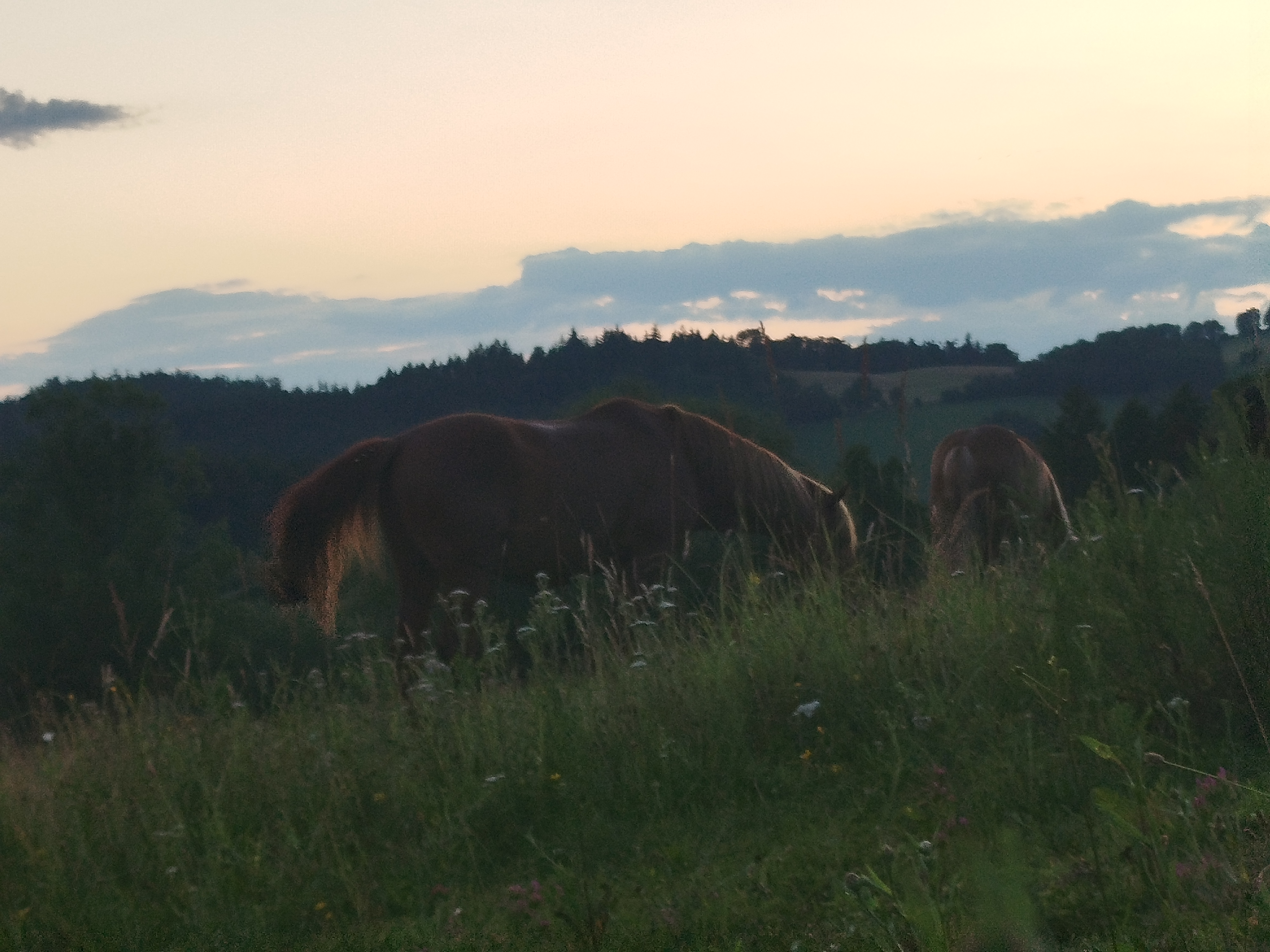 Jestřábí foto 3
