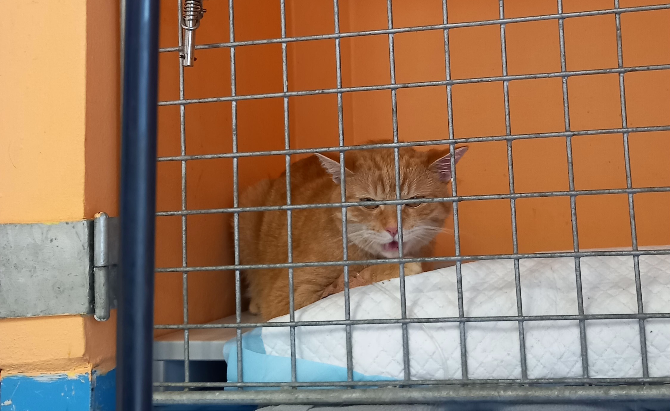 Klinika malých zvířat Hanzlík + Křeček foto 3