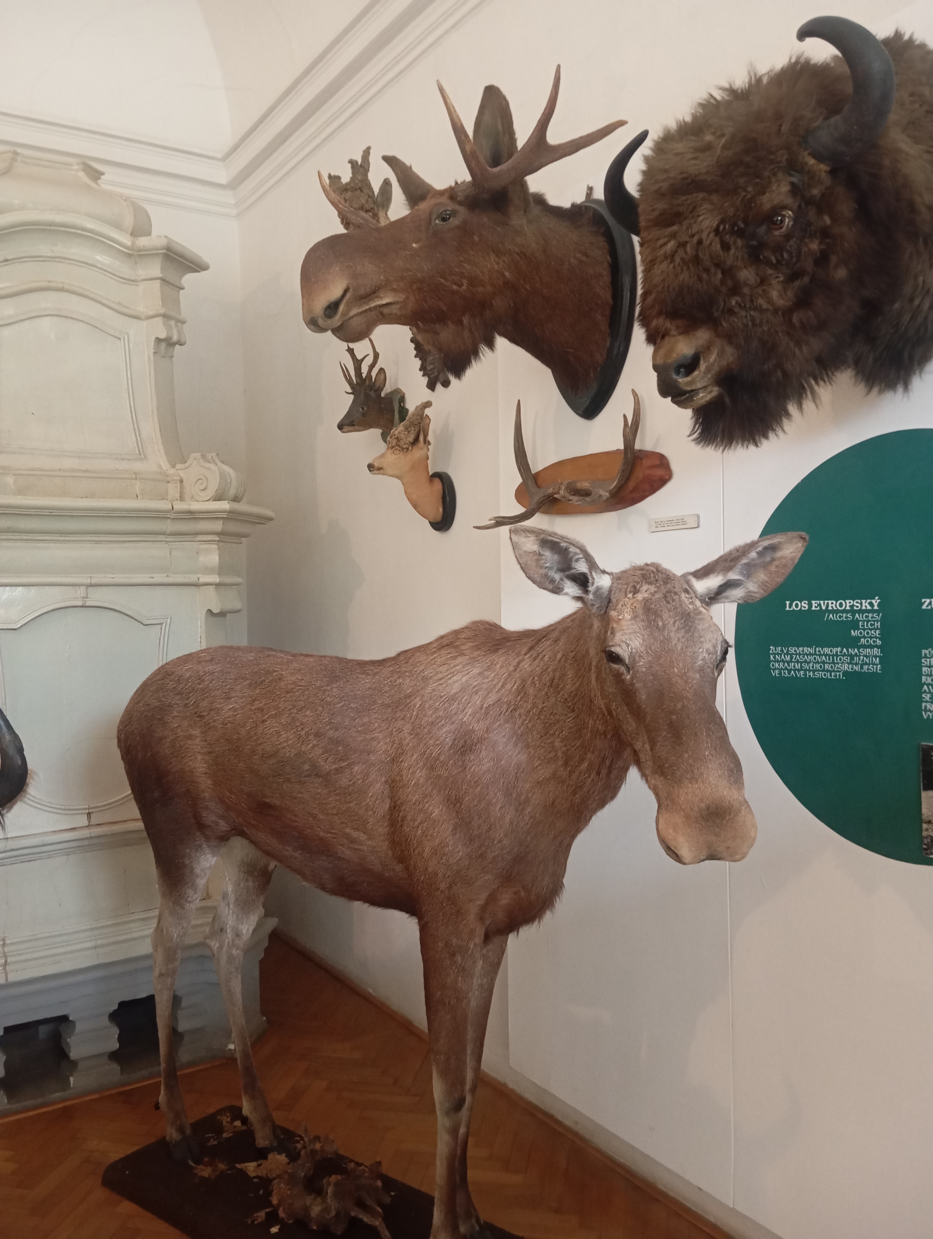 NZM Ohrada - Muzeum lesnictví, myslivosti a rybářství foto 4