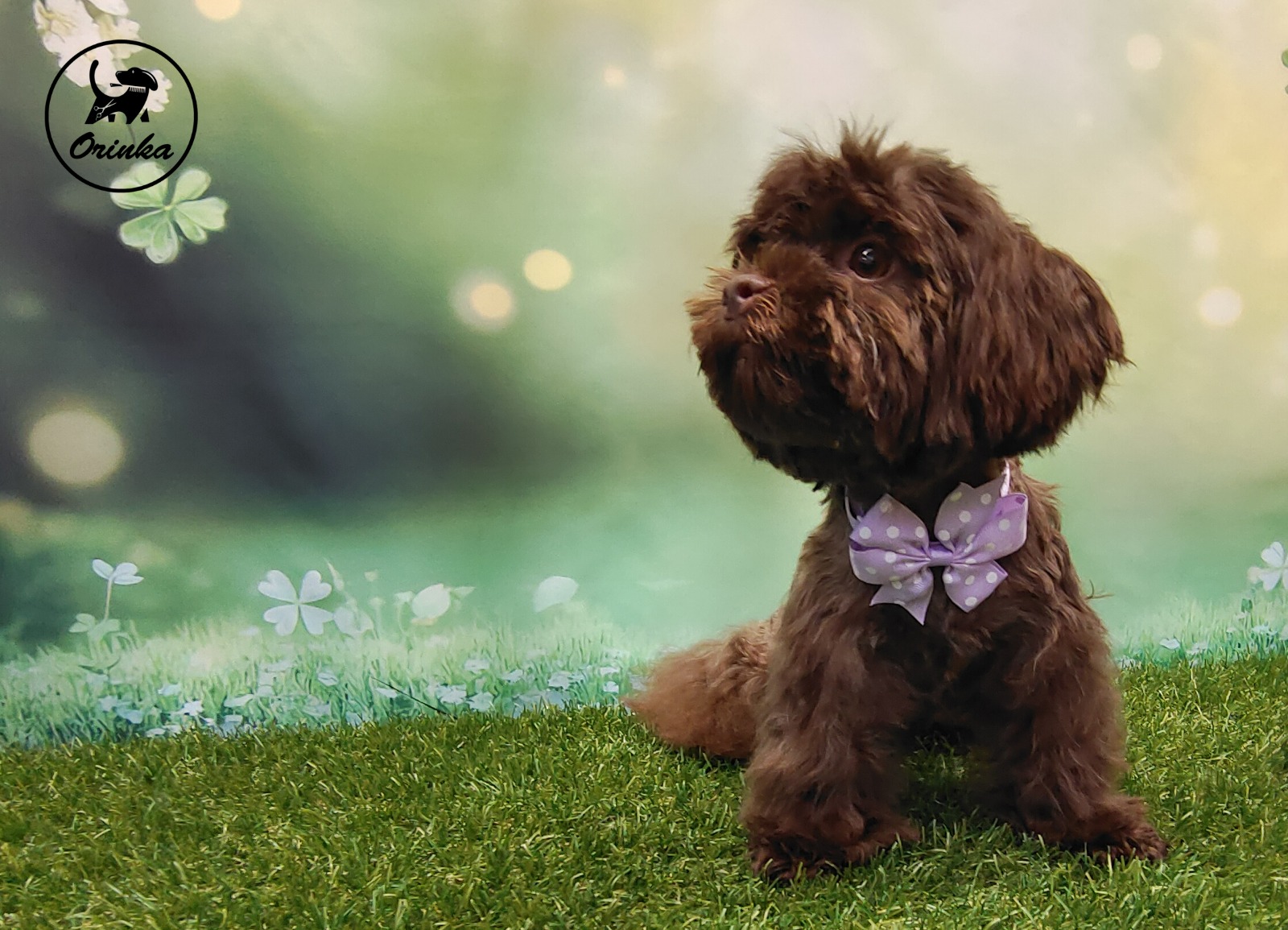 Orinka, psí salón foto 6