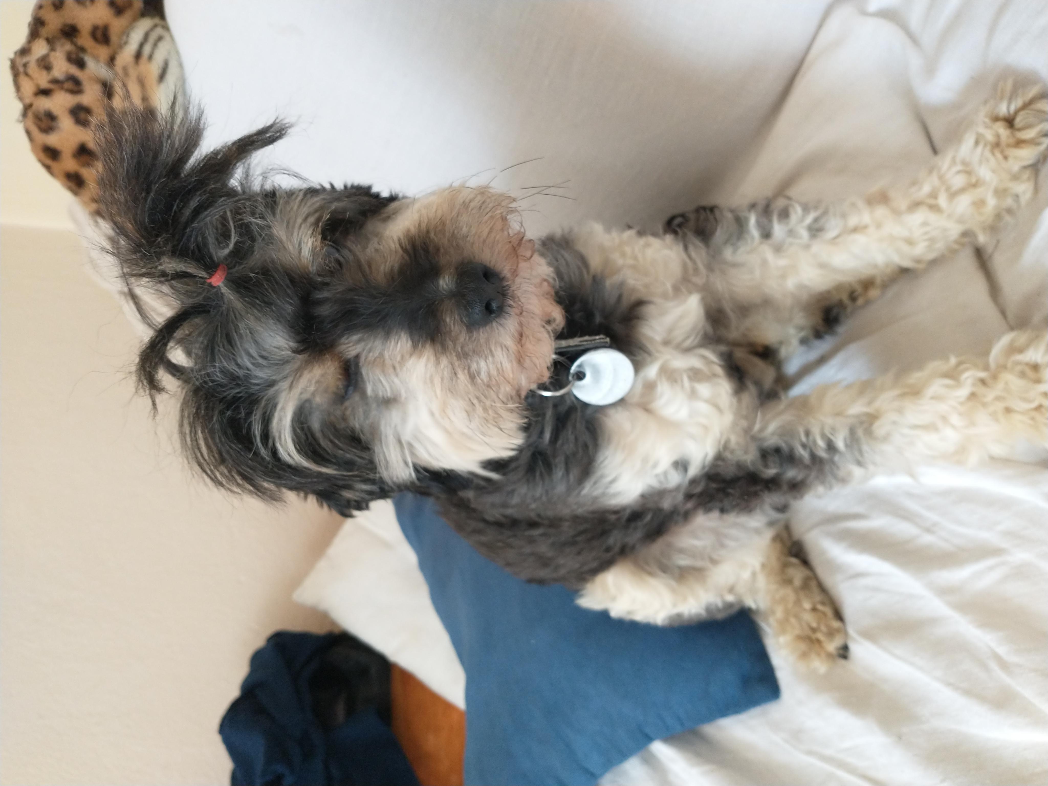 Veterinární ordinace MVDr. Dominik Gregořík foto 3