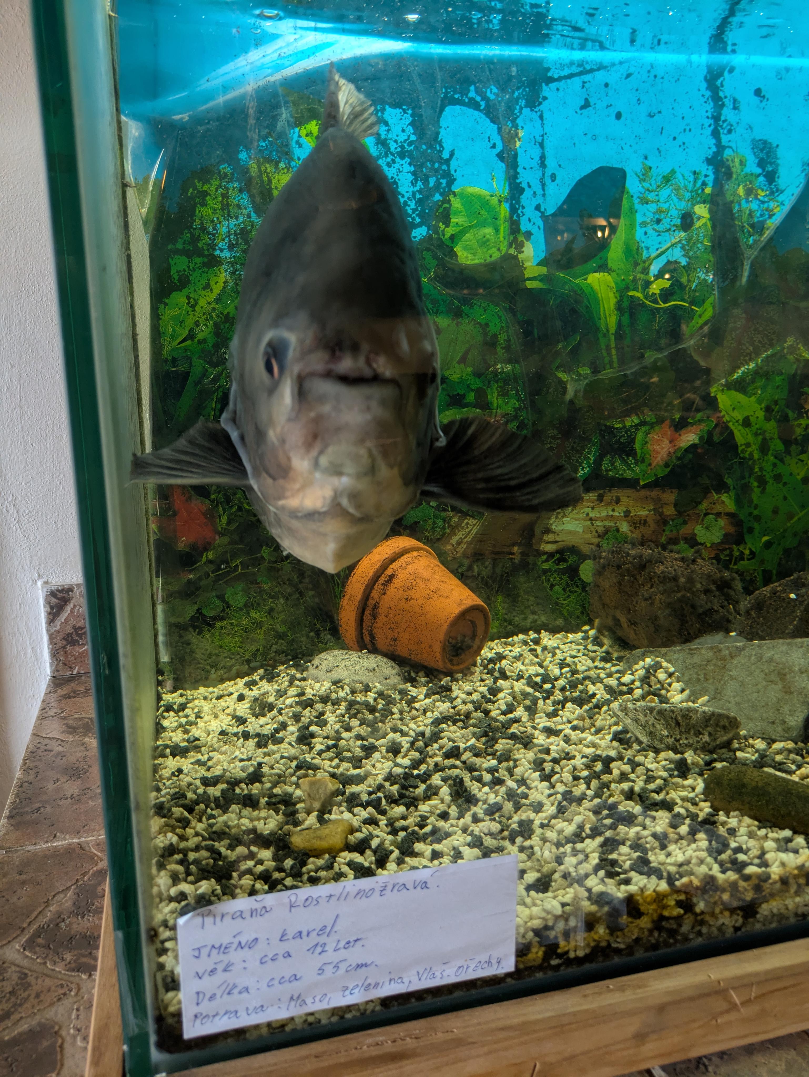 Pivovarská Krčma Chýně foto 6