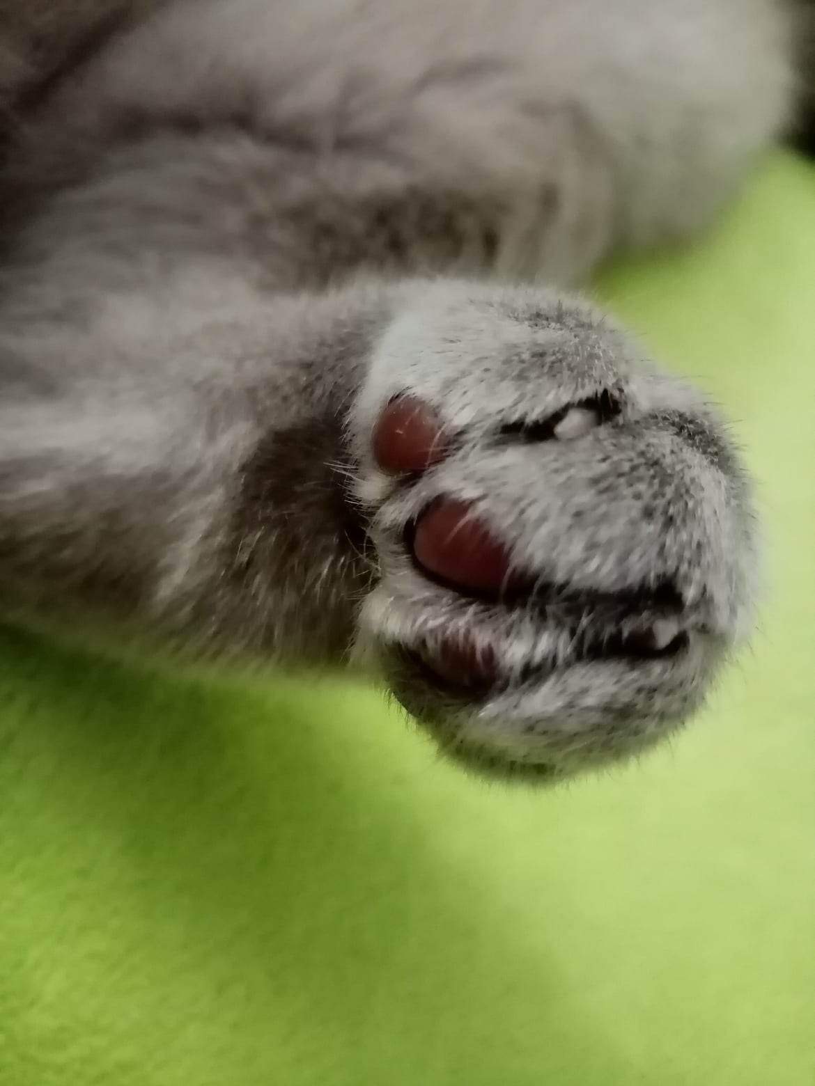 Veterina Svahy - MVDr. Lucia Friedlaenderová foto 3