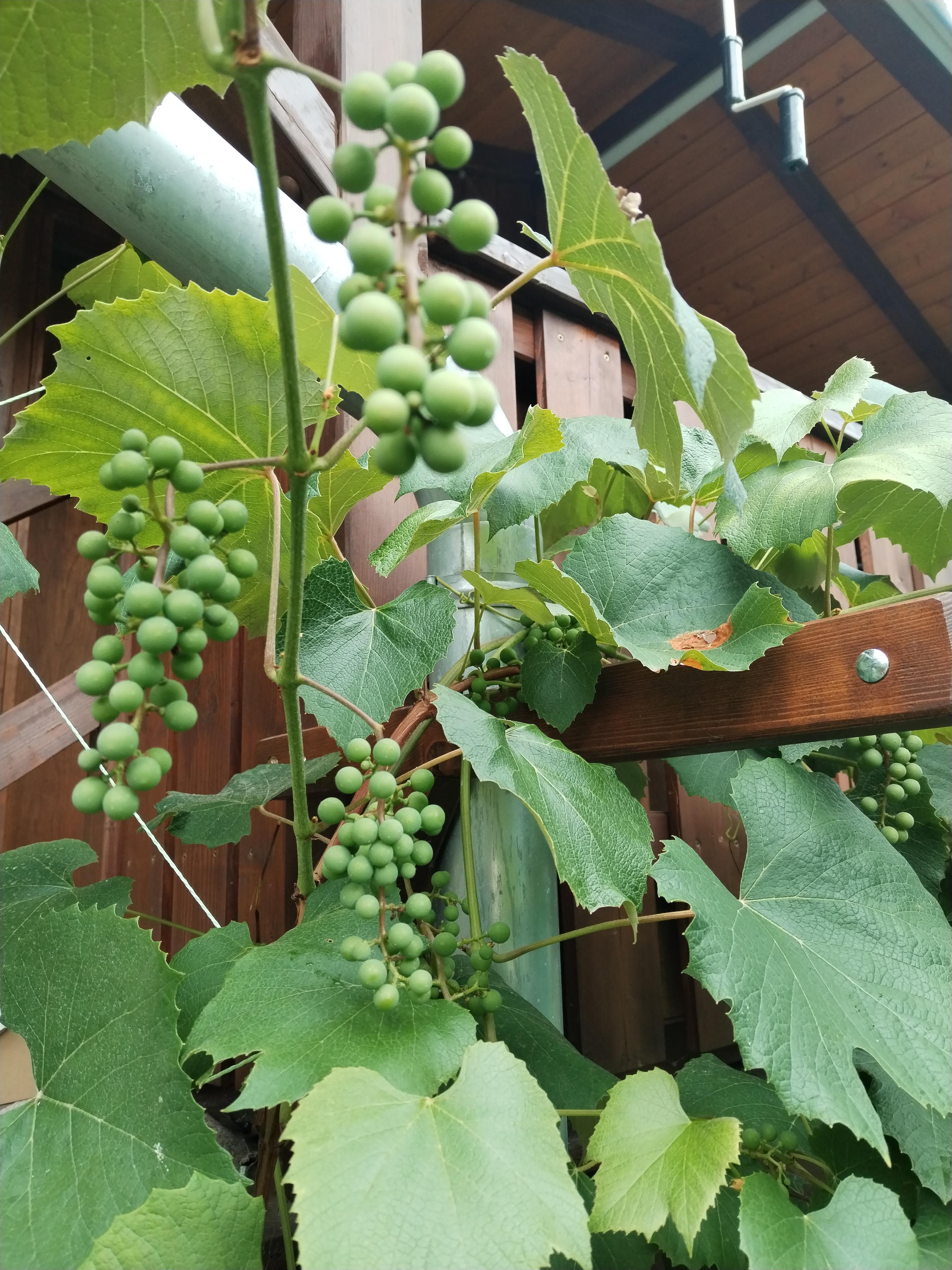 Zahradnictví SBAUM foto 2