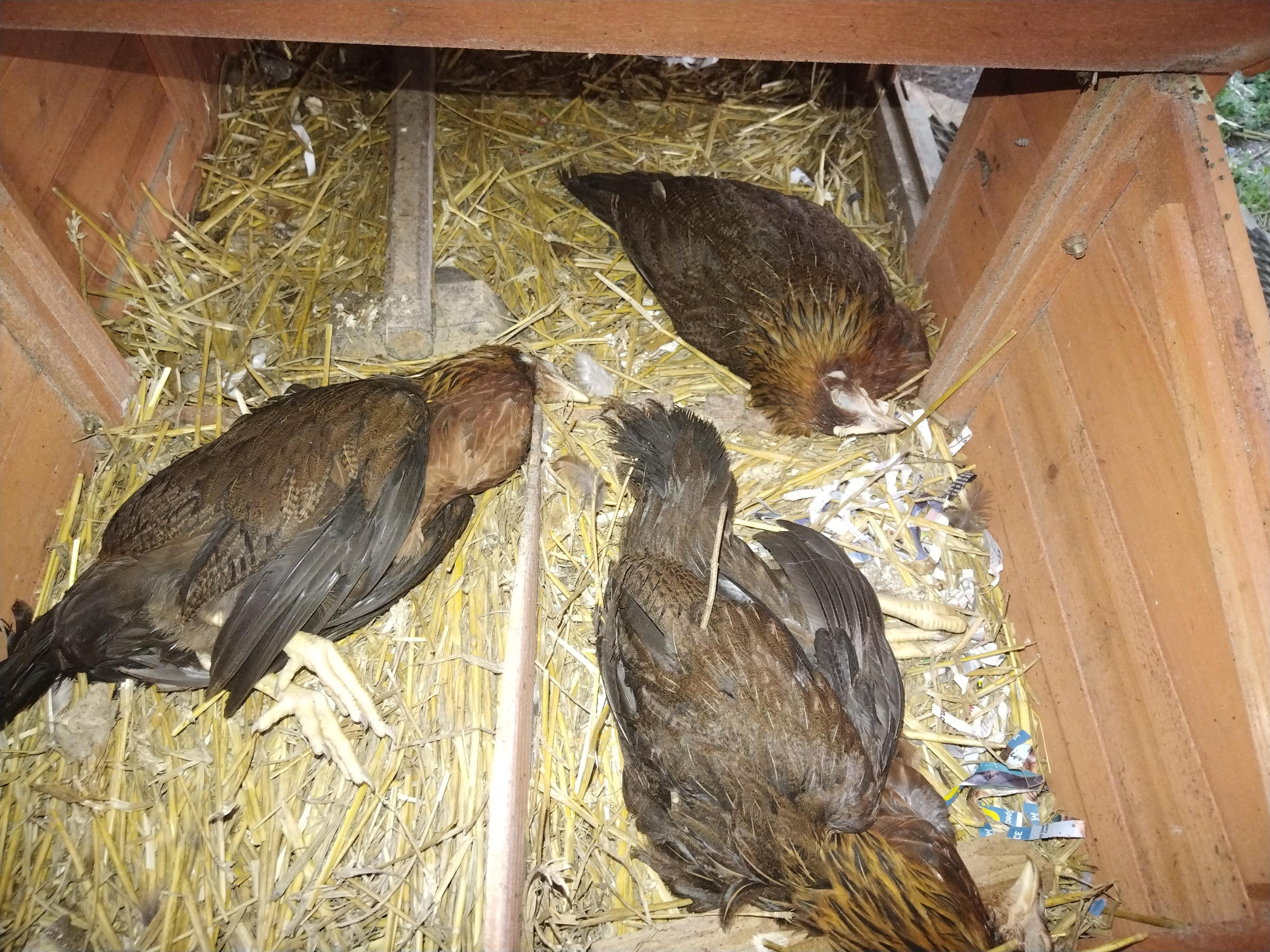 Naděžda Vaňková foto 1