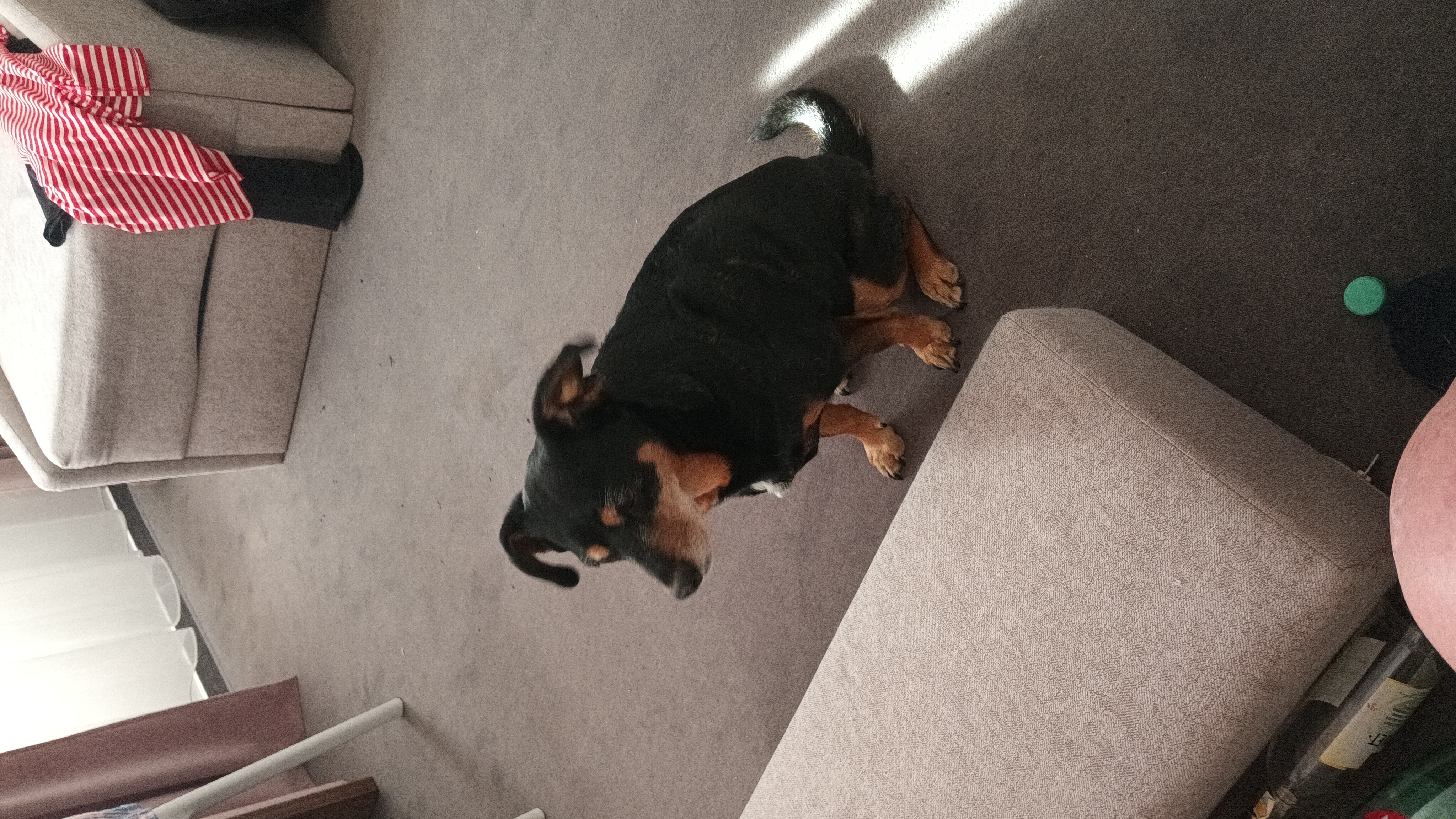 MVDr. Zuzana Herinková foto 4