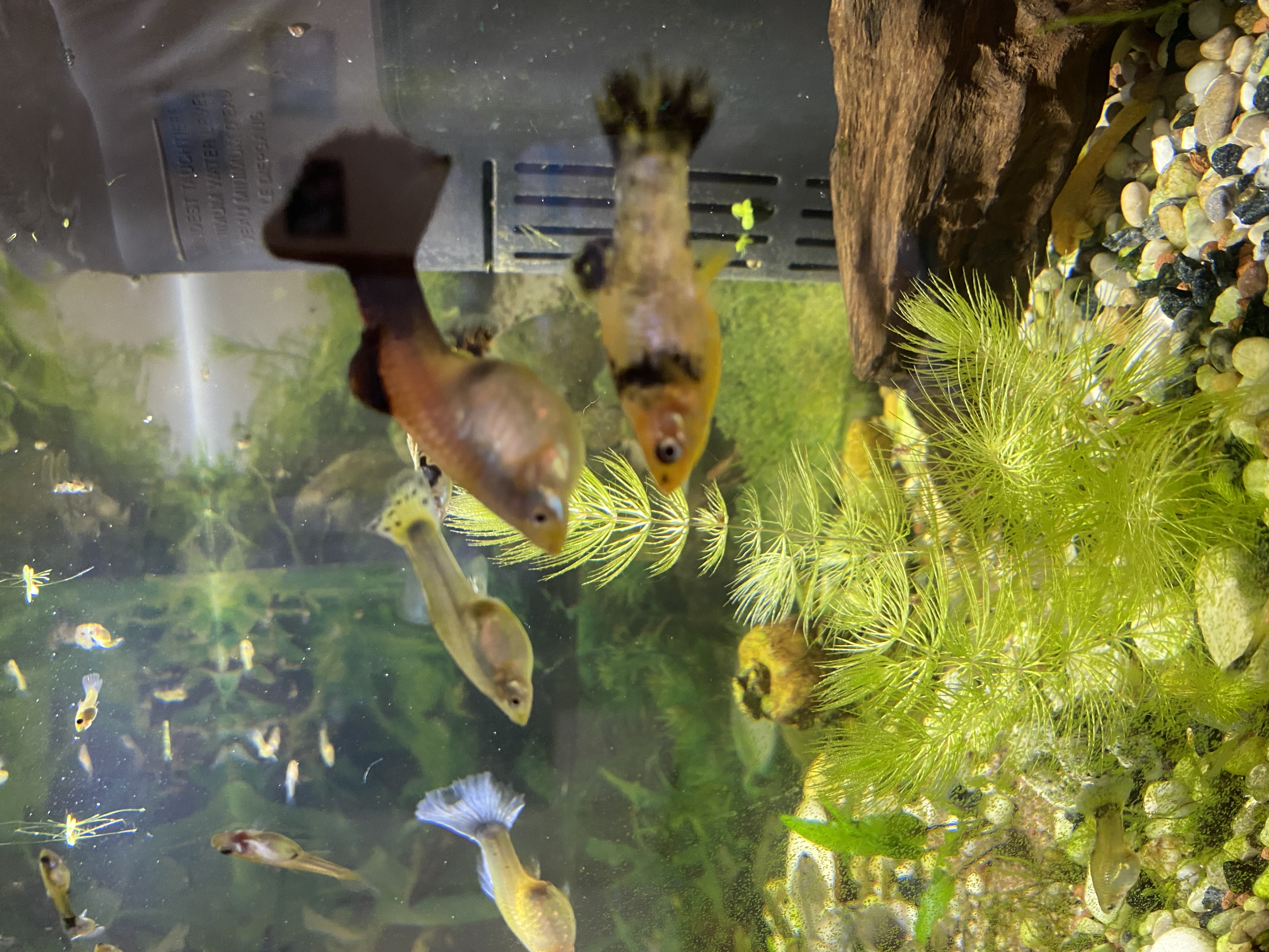 TETRA ZOOCENTRUM foto 3