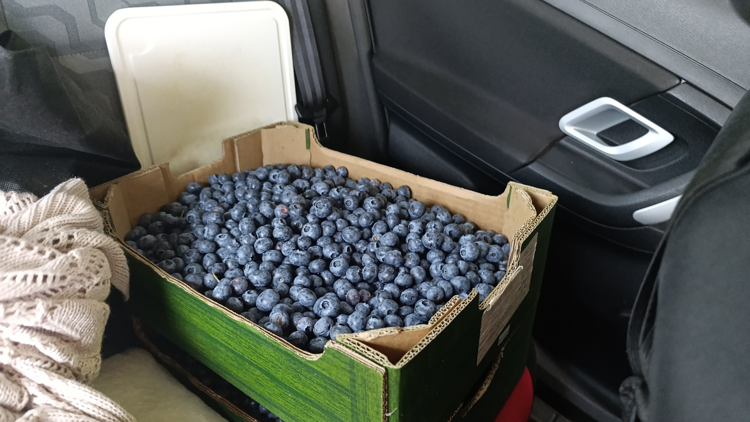 Borůvková plantáž Zdiby foto 5