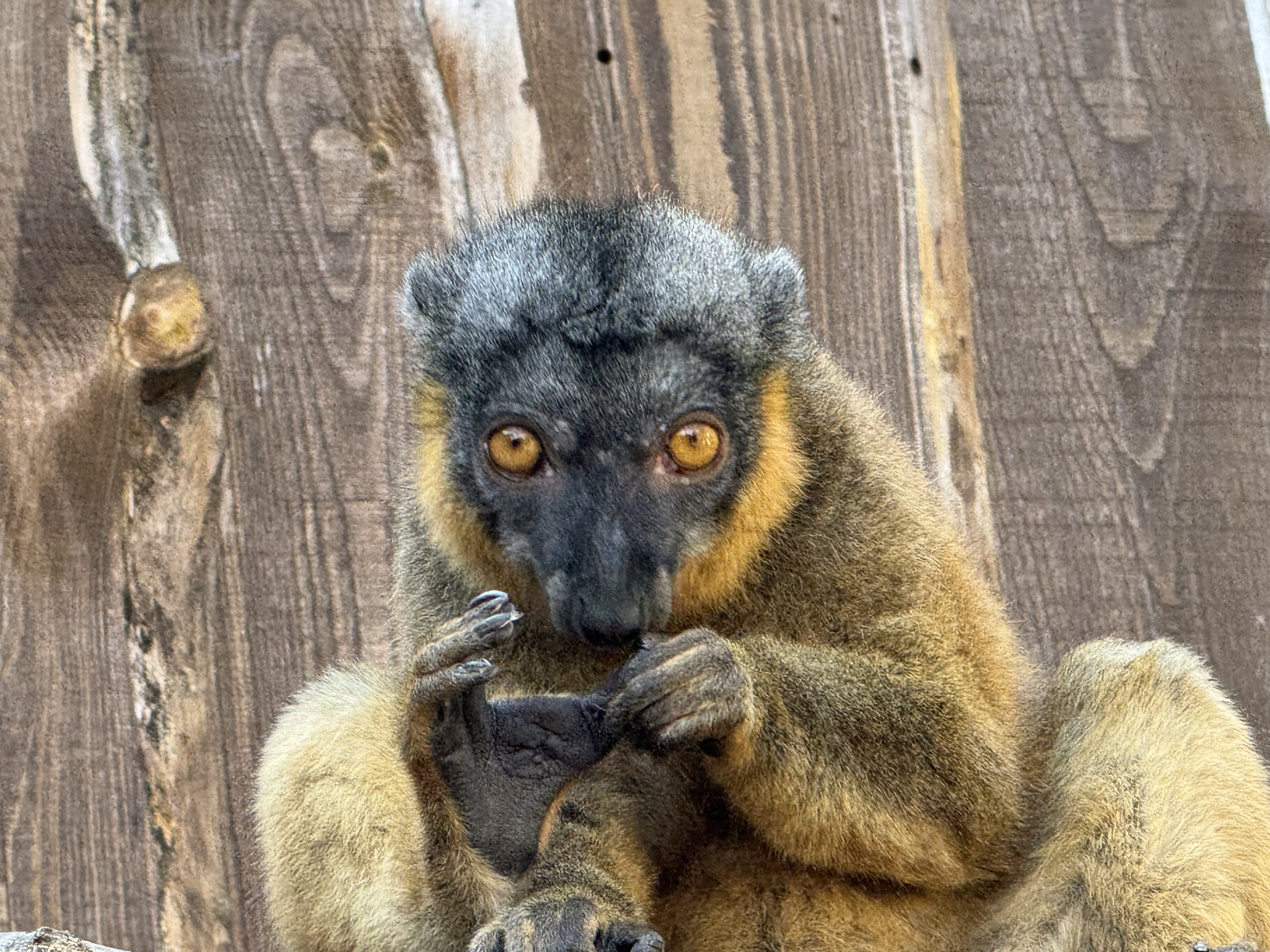 Zoopark Zájezd foto 4