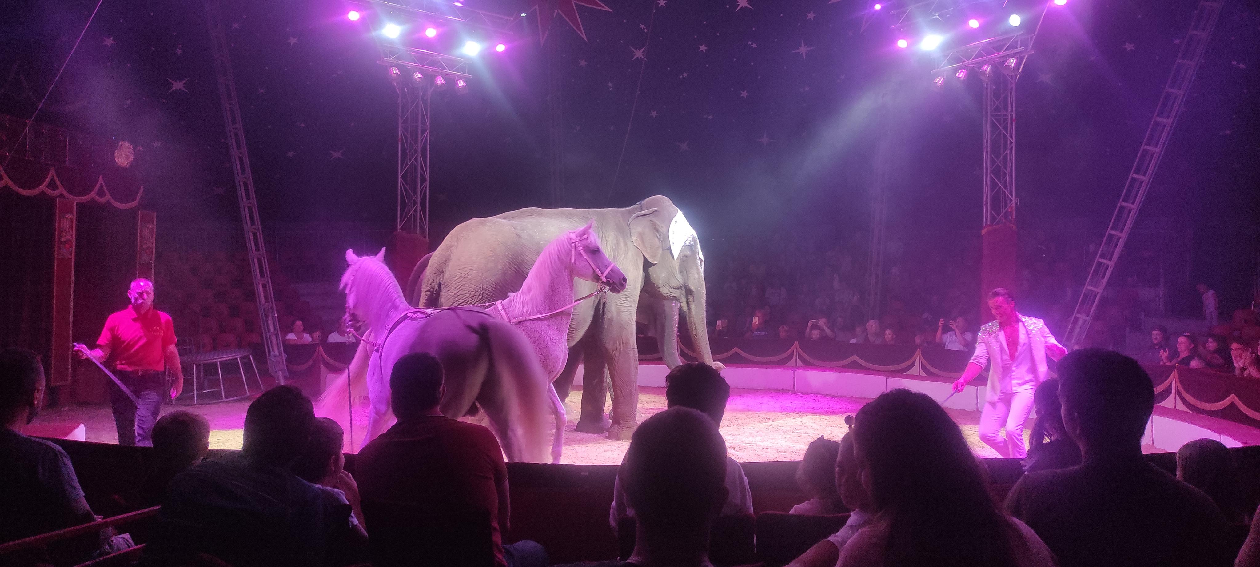 Cirkus Humberto foto 2