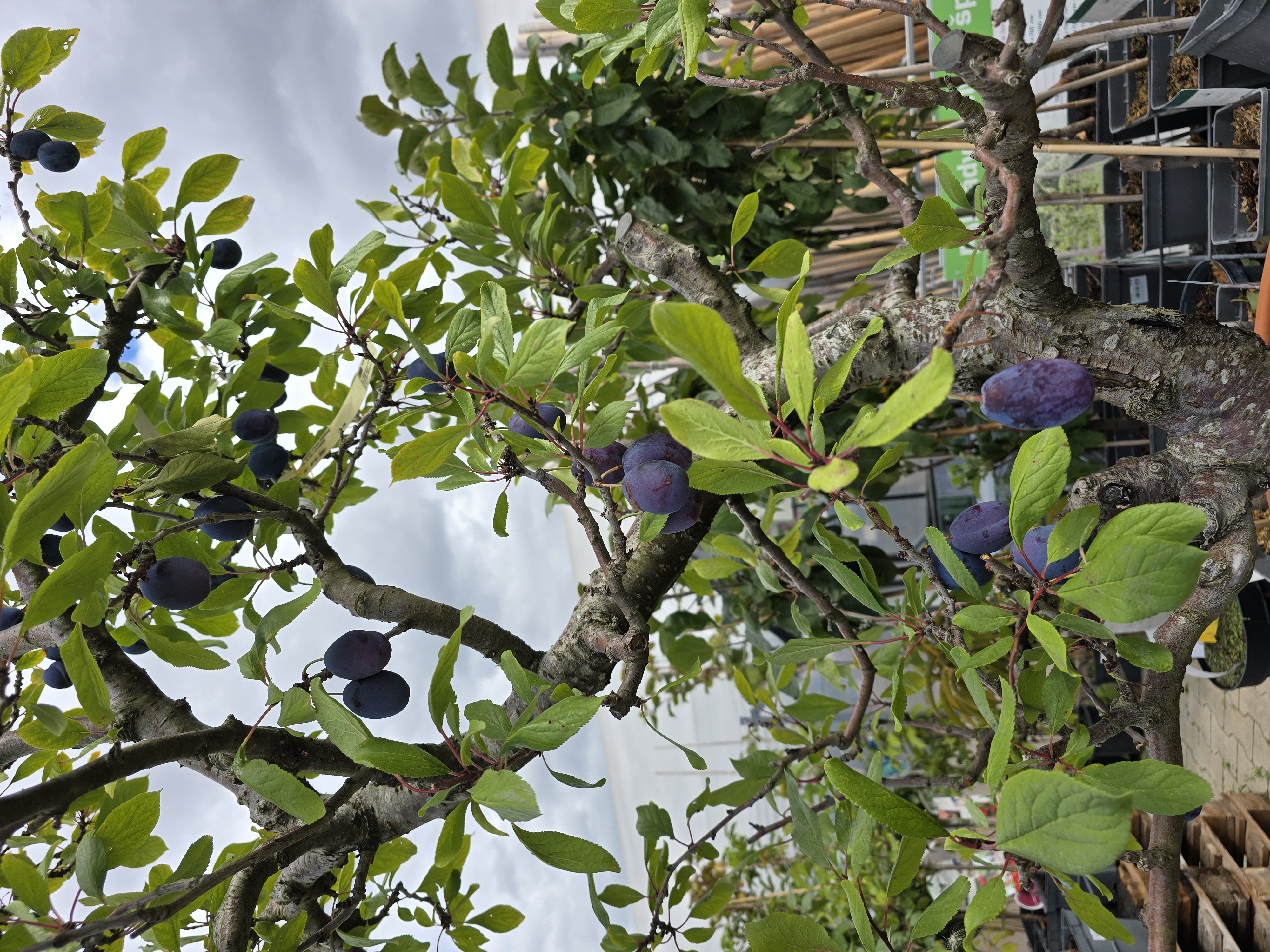 Truhlíkov.cz foto 6