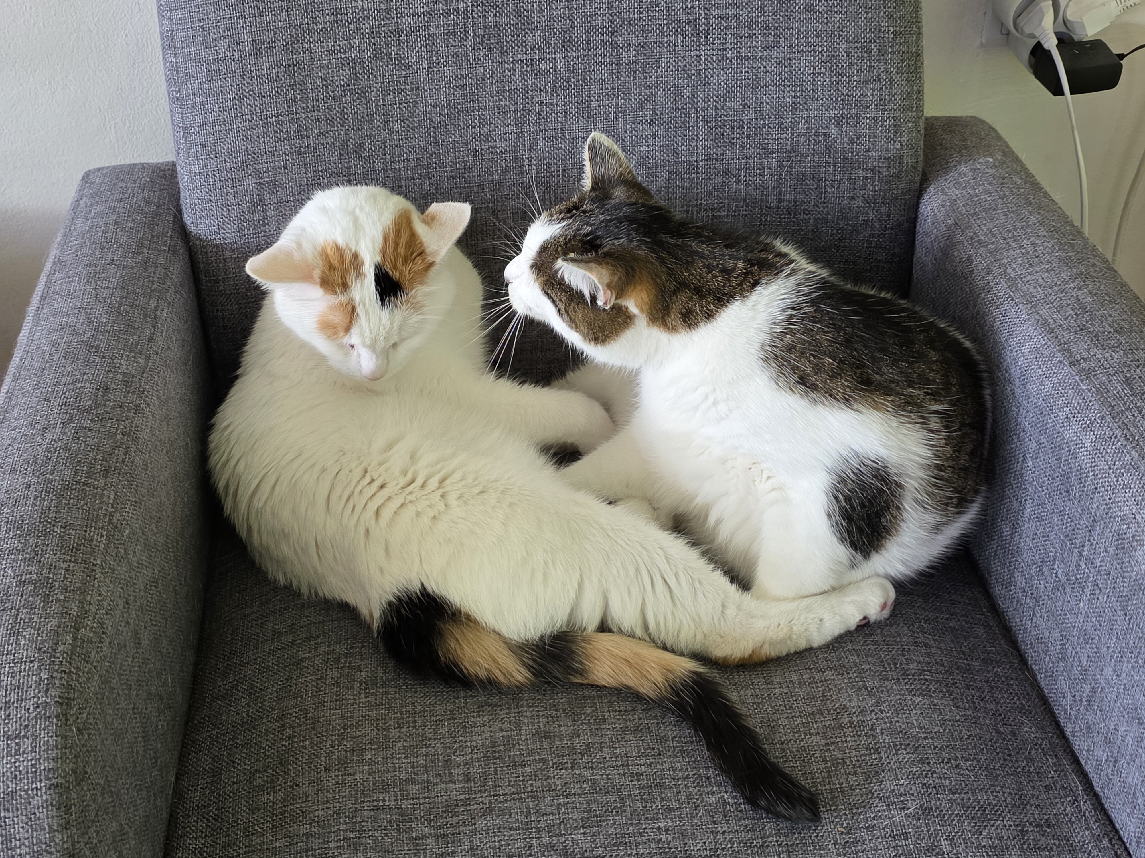 Čičik café foto 5