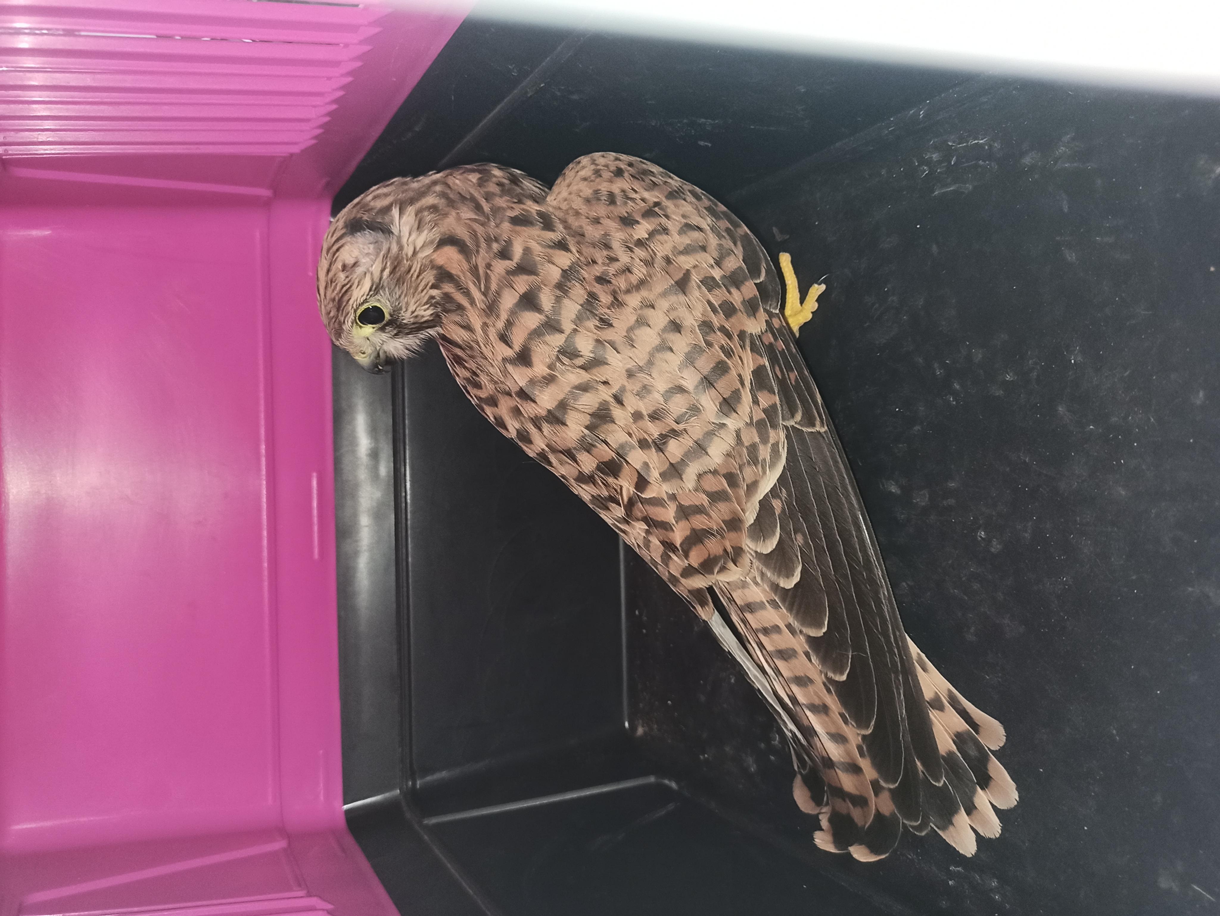 Záchranná stanice pro dravé ptáky Rajhrad foto 3