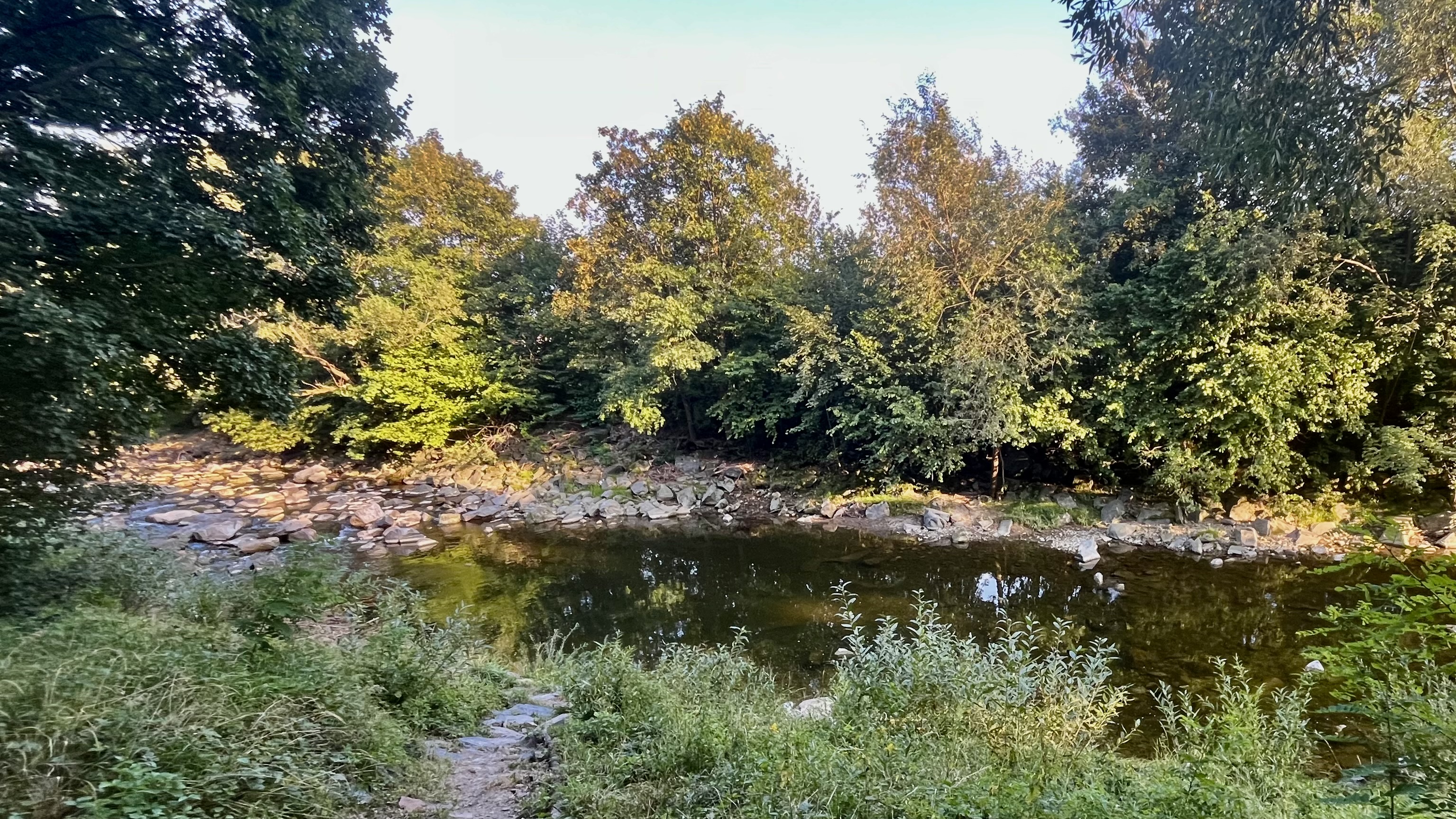 Barbudka foto 5