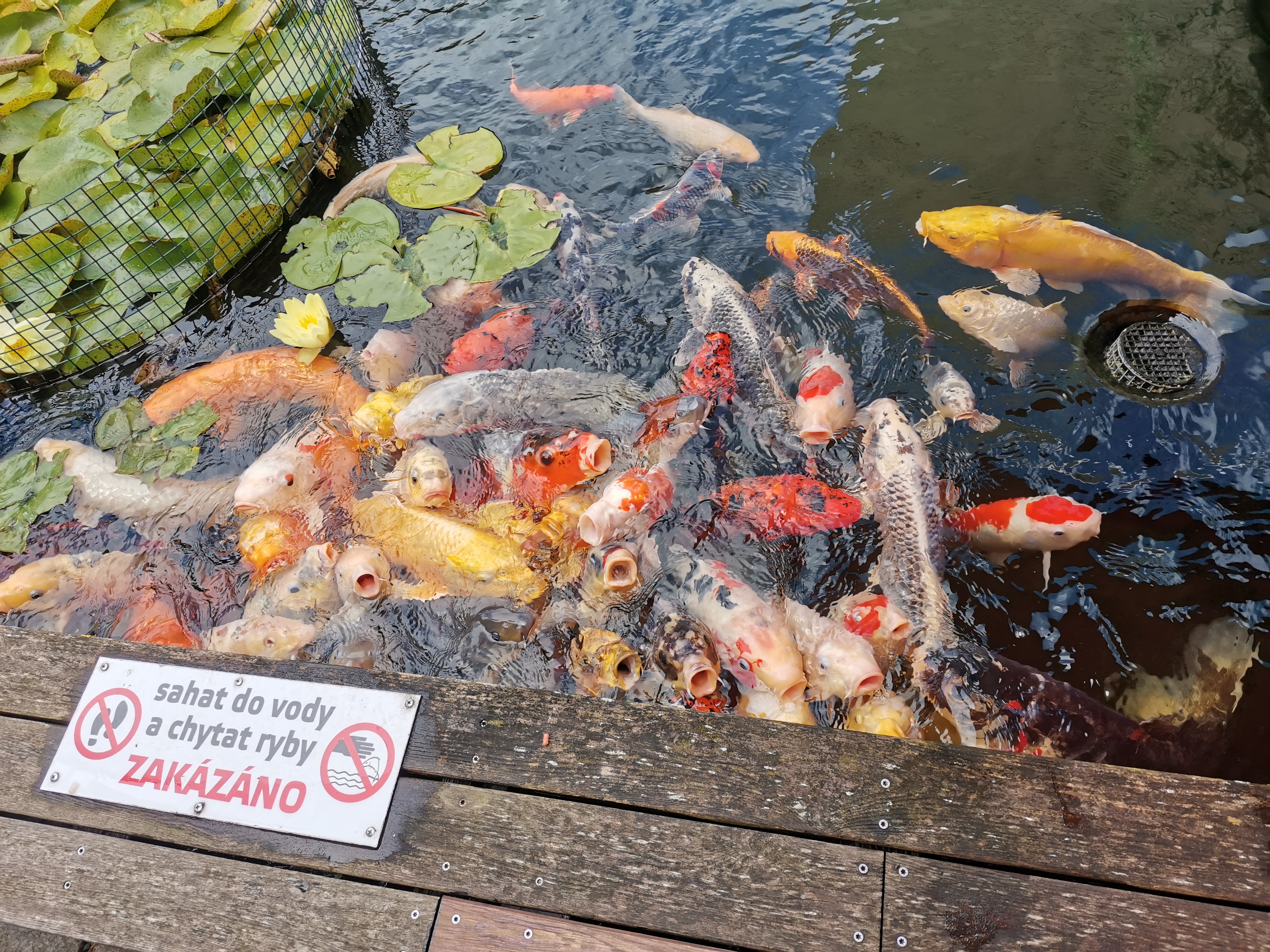 KOI Cafe foto 2