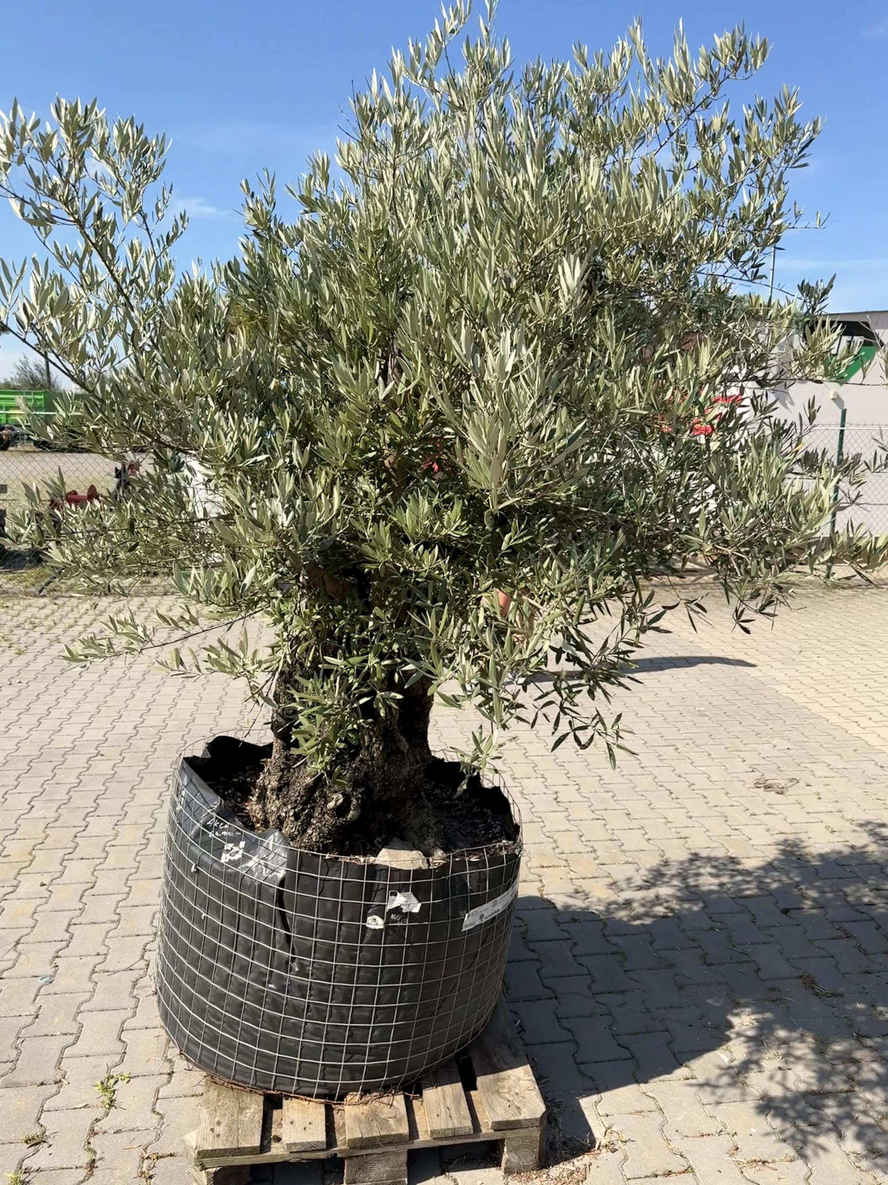 Středomořská zahrada foto 3