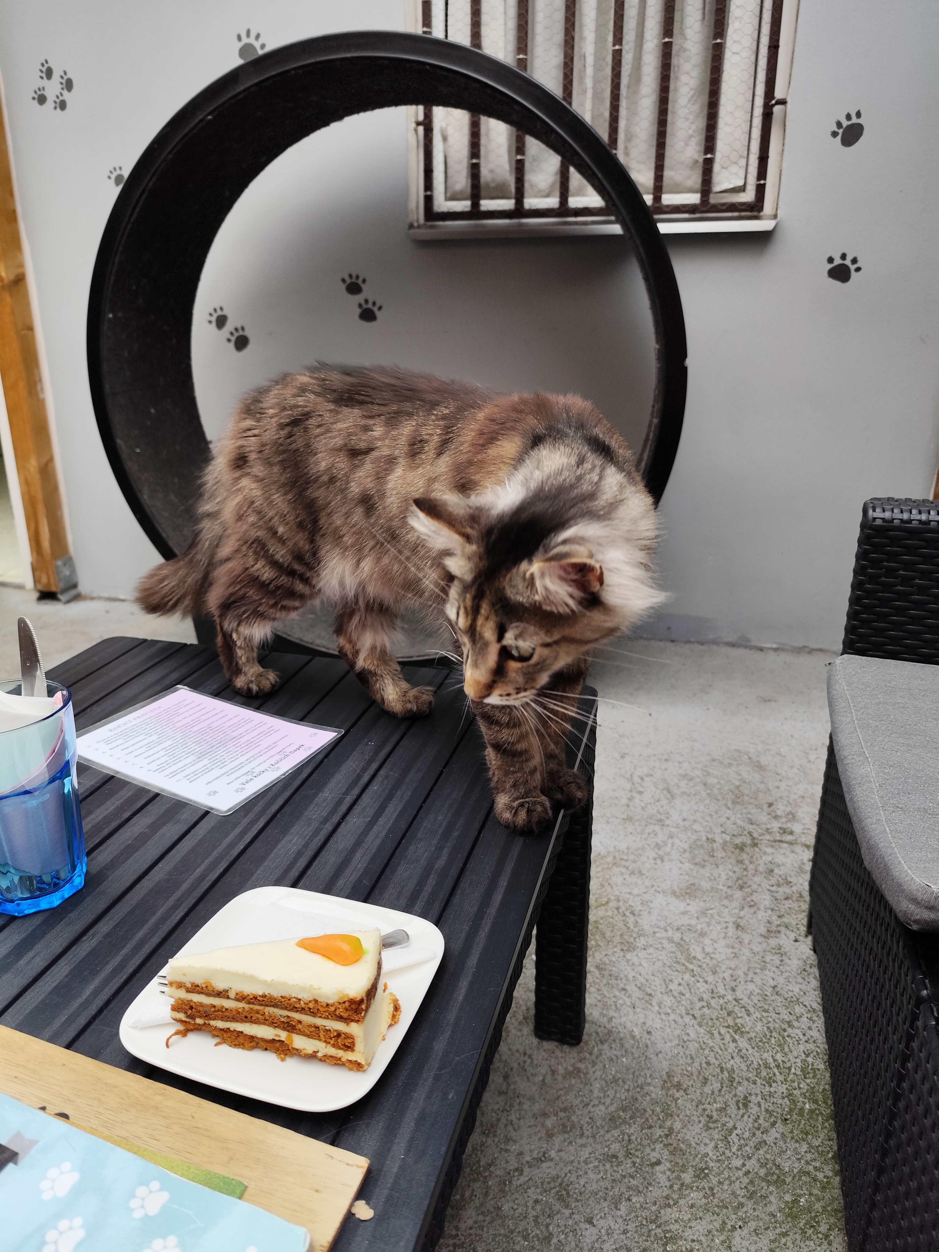 U Kočičích tlapek foto 3