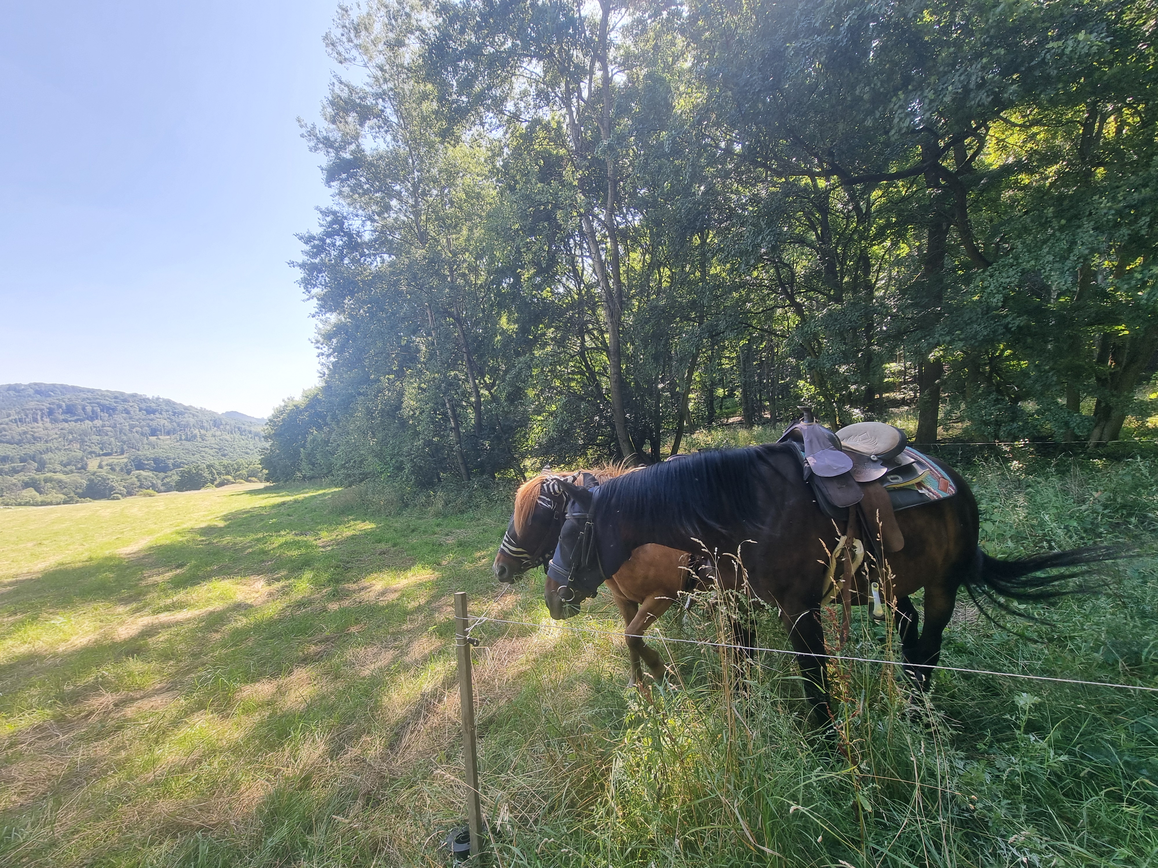 Toulavý kůň - stáj Mukařov z.s. foto 5