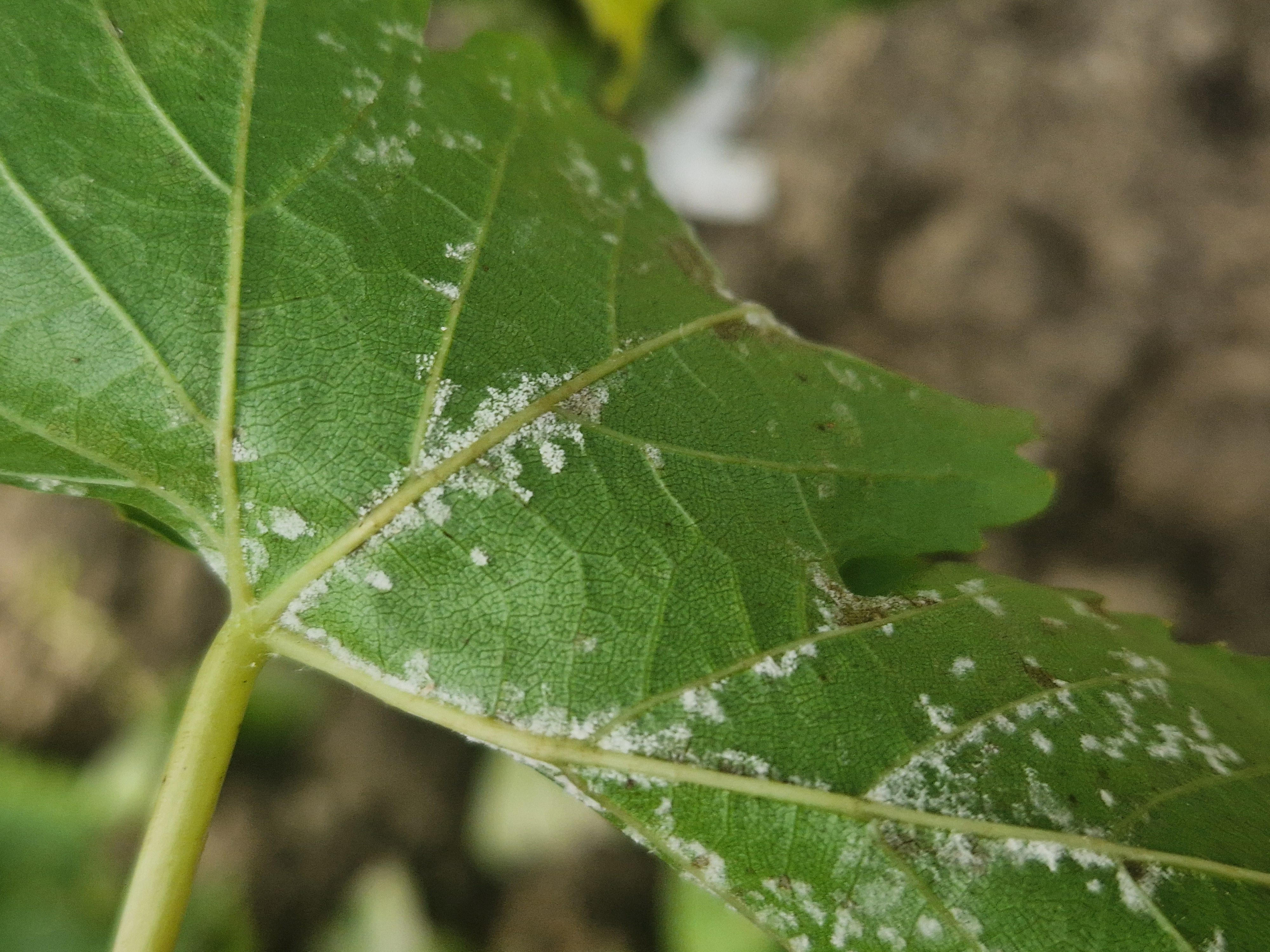Zahradnictvi-rool.cz foto 6