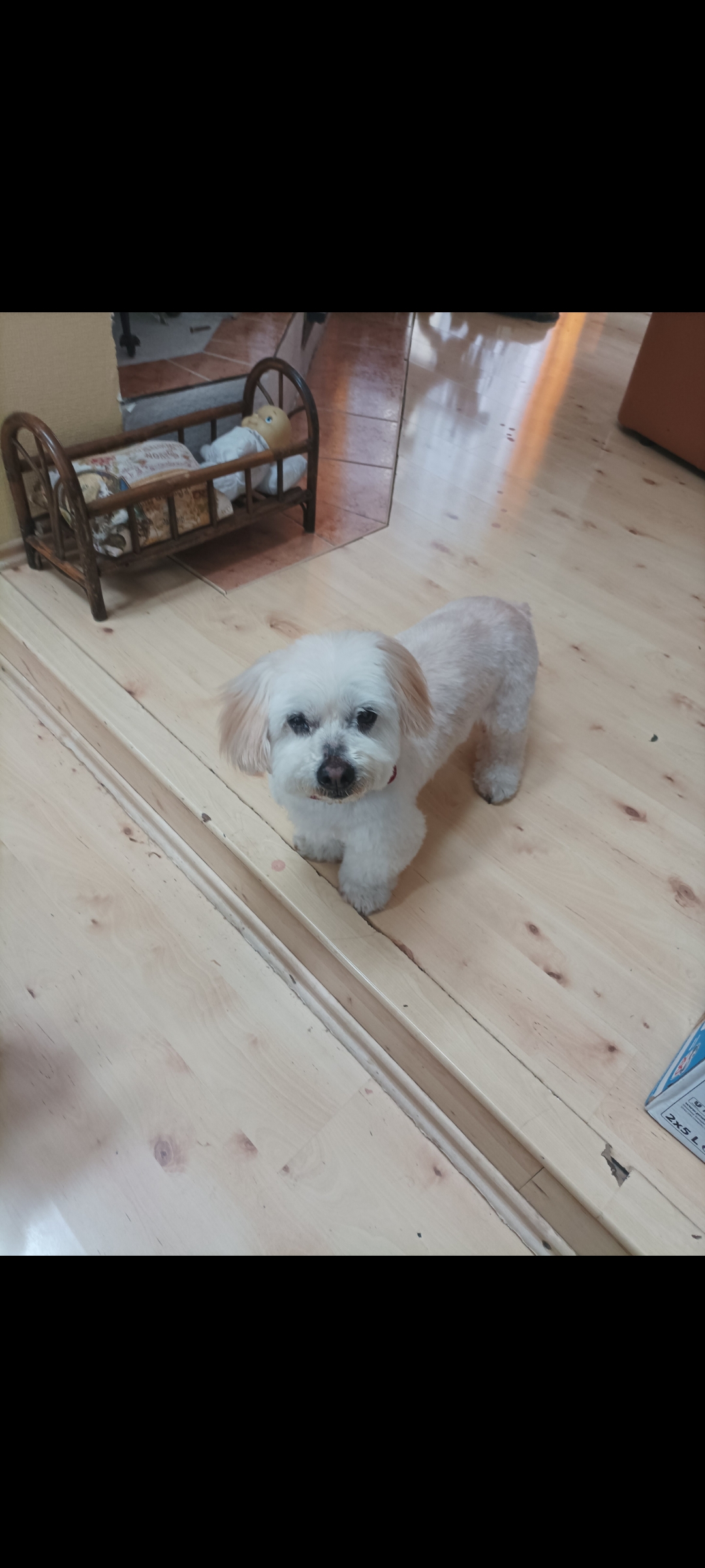 Veterinář domů - Vitalii Havryliuk, Veterinární lékař foto 2