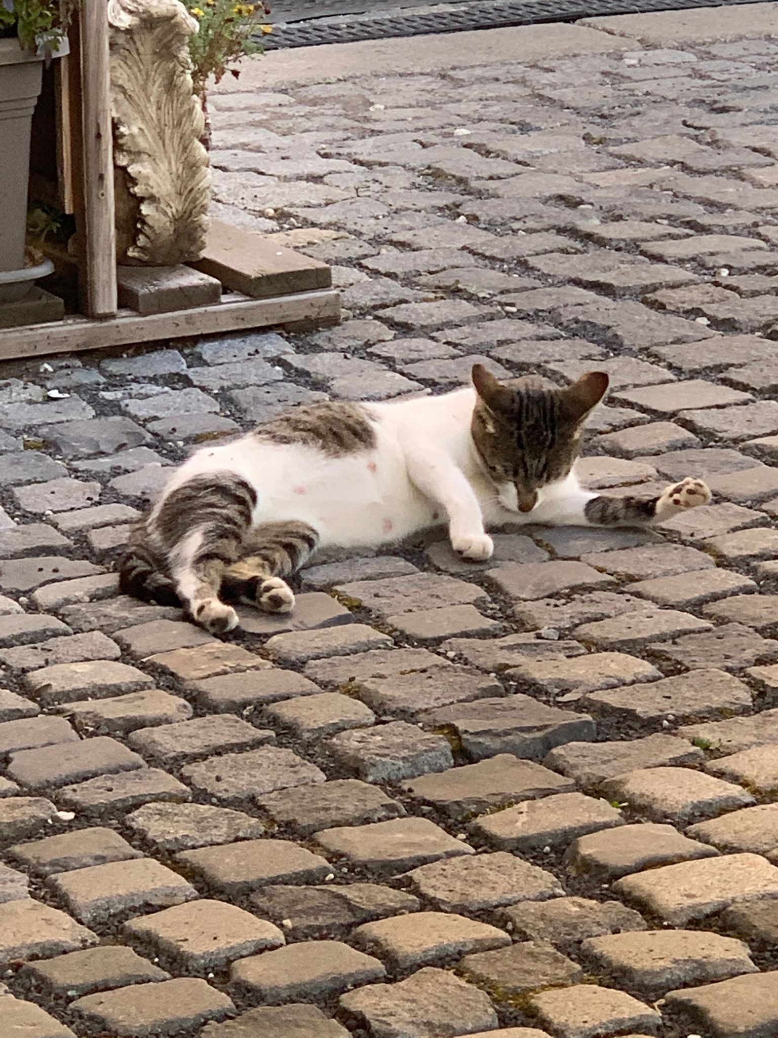 Zámecká restaurace Nový Dvůr foto 6