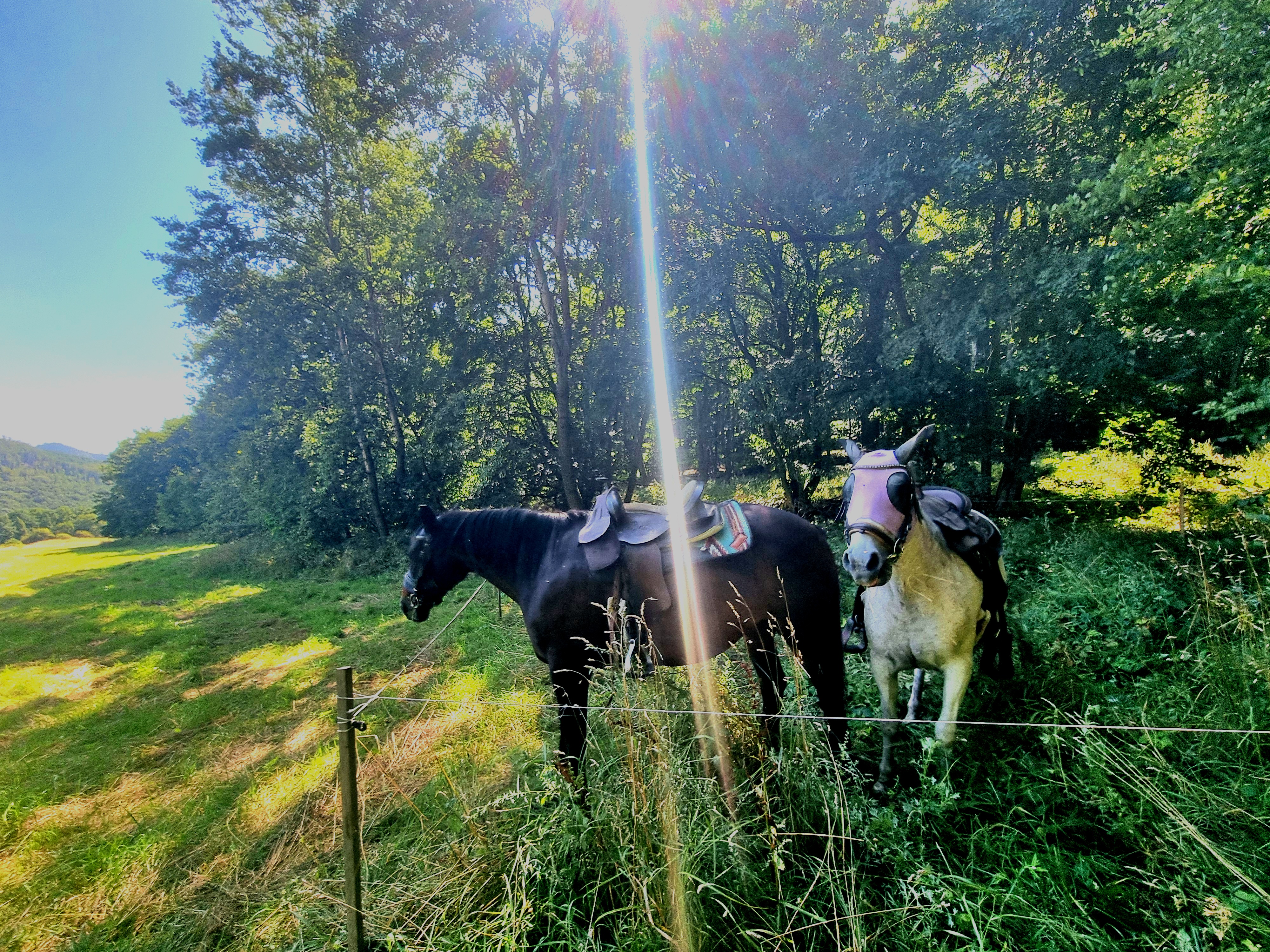 Toulavý kůň - stáj Mukařov z.s. foto 3