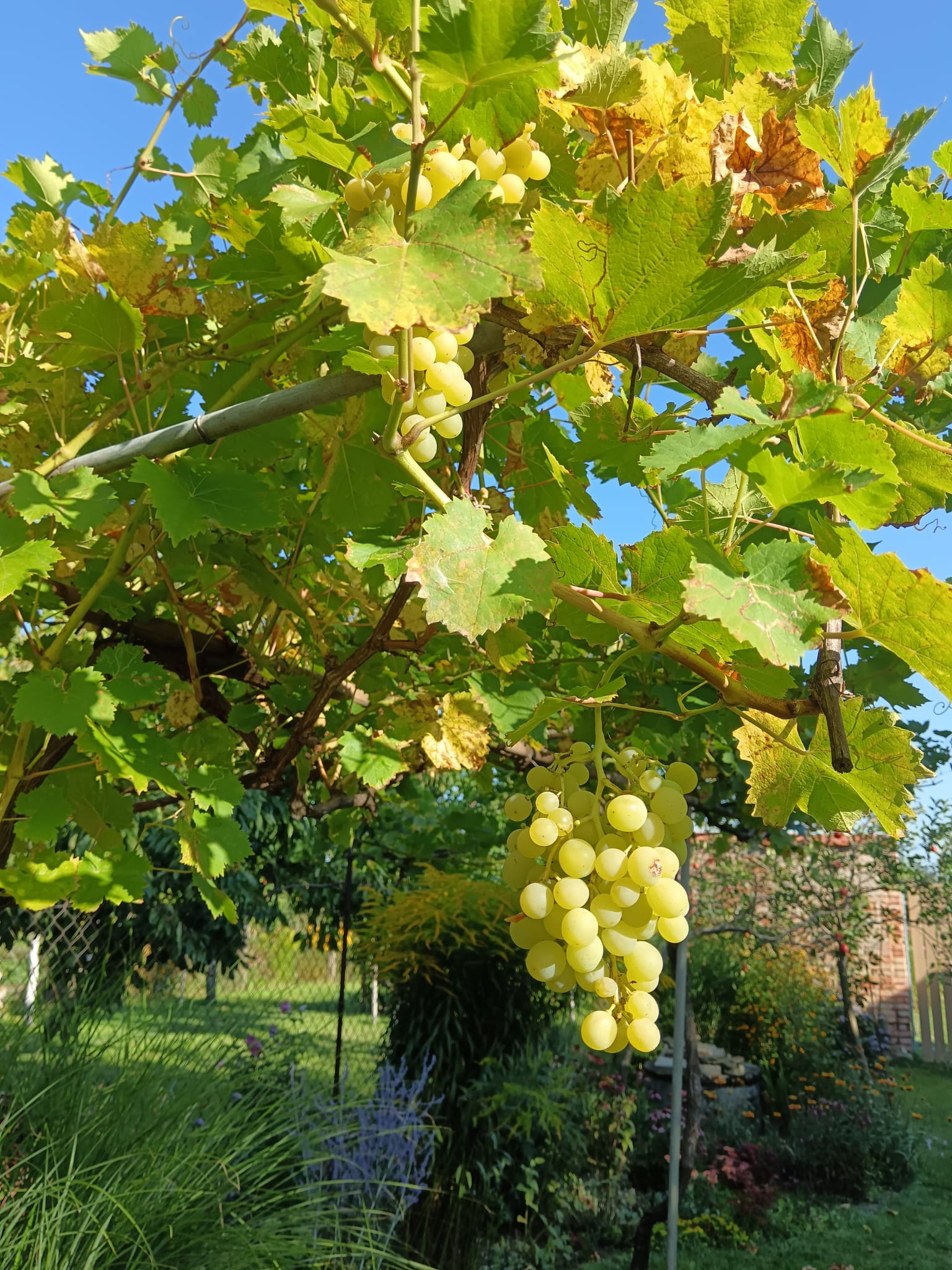 Ubytování U Falešníků foto 5