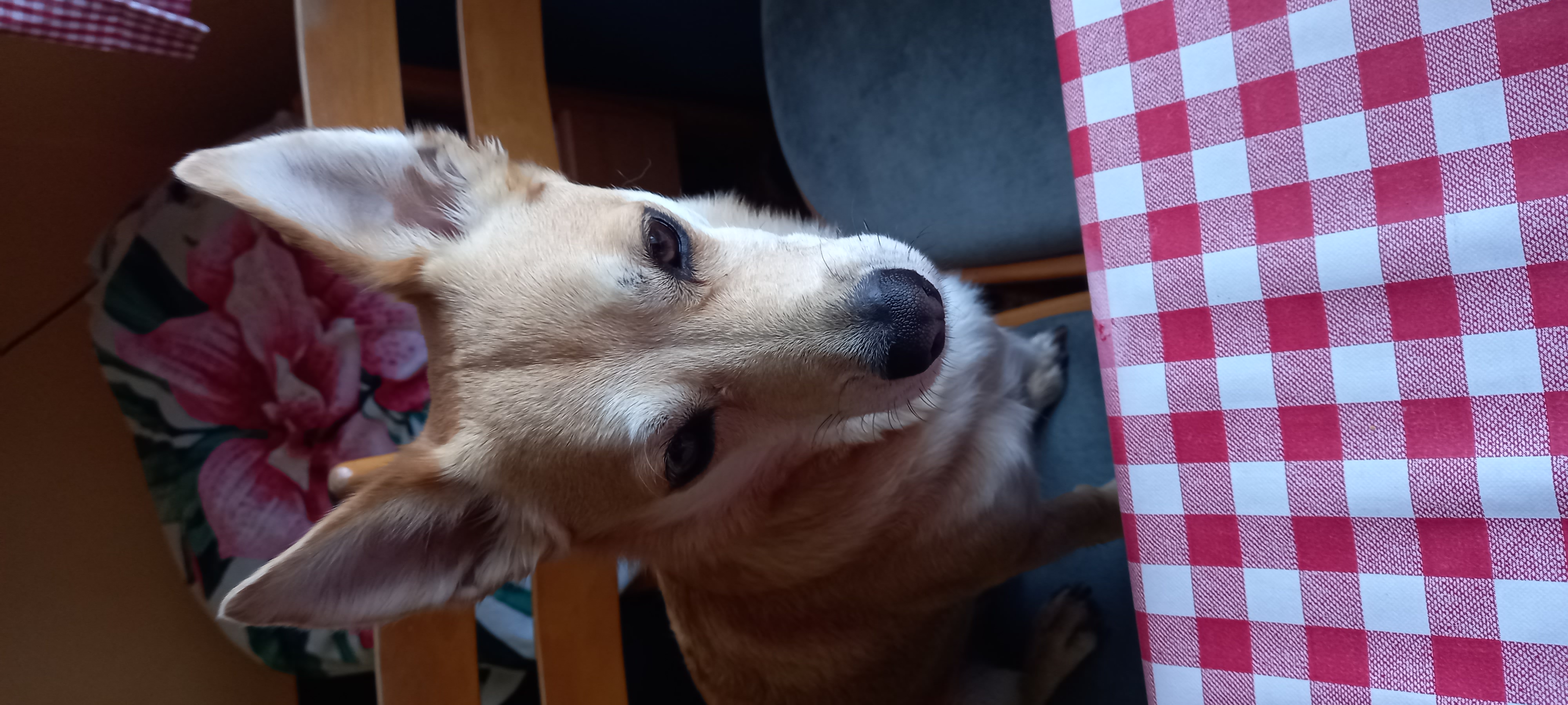 MVDr. Miroslava Můčková Uzlová foto 2