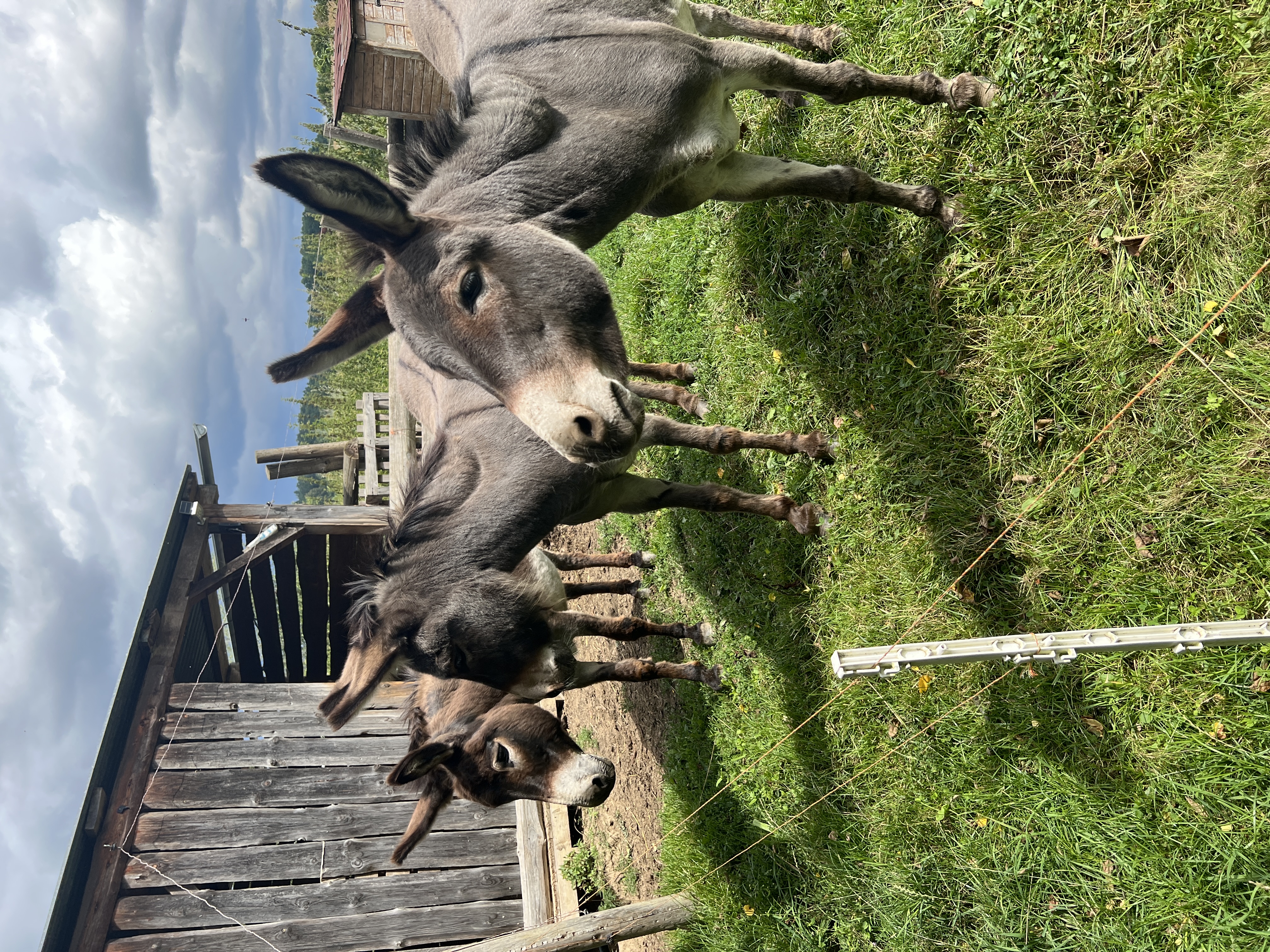Farma Dolejší mlýn foto 2