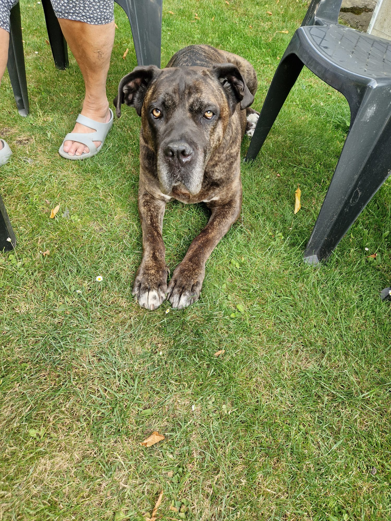 Veterinární klinika U Výstaviště - MVDr. Ladislav Lapáček foto 2