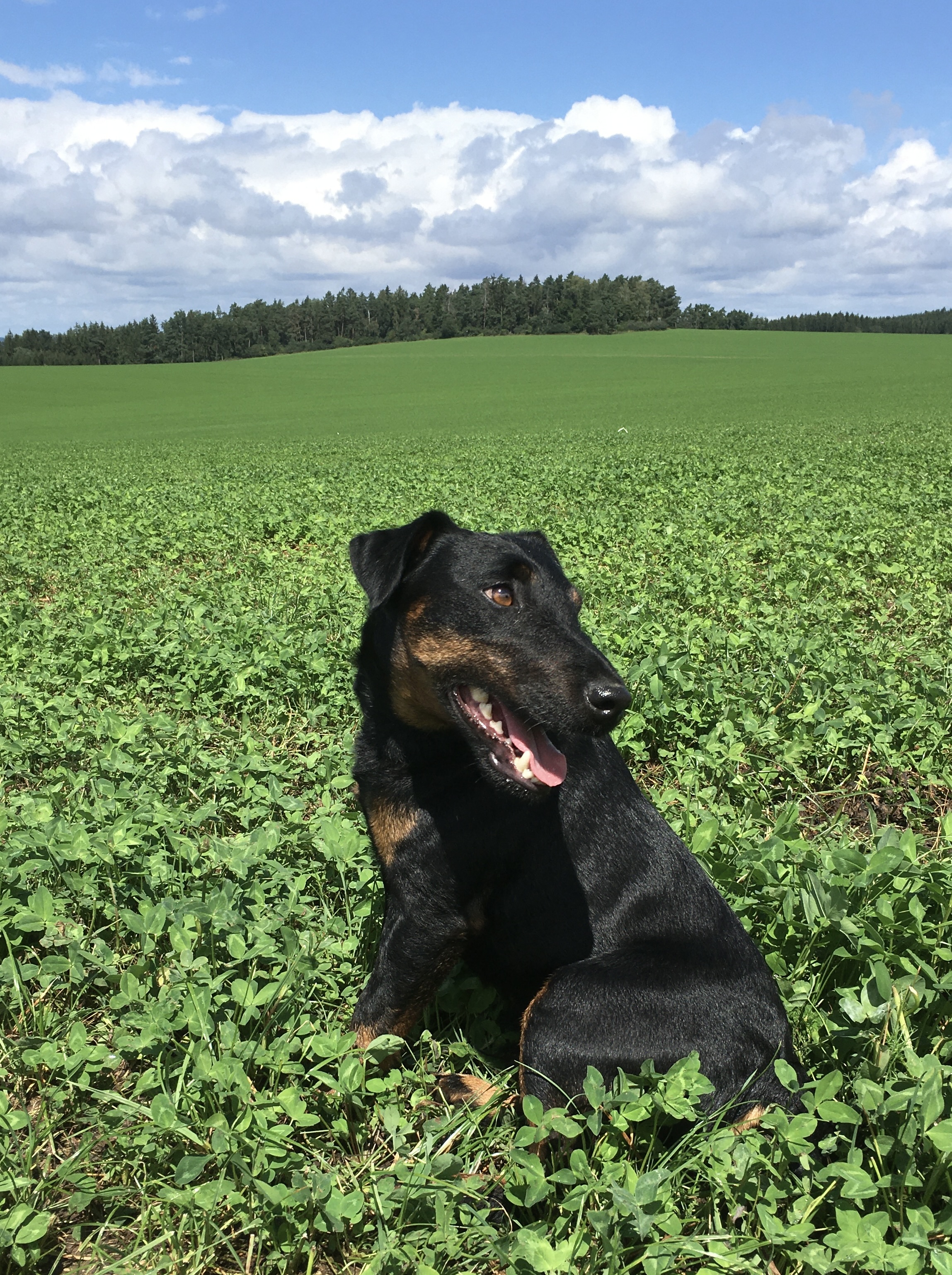 MVDr. Vojtech Richter - veterinární ordinace foto 2