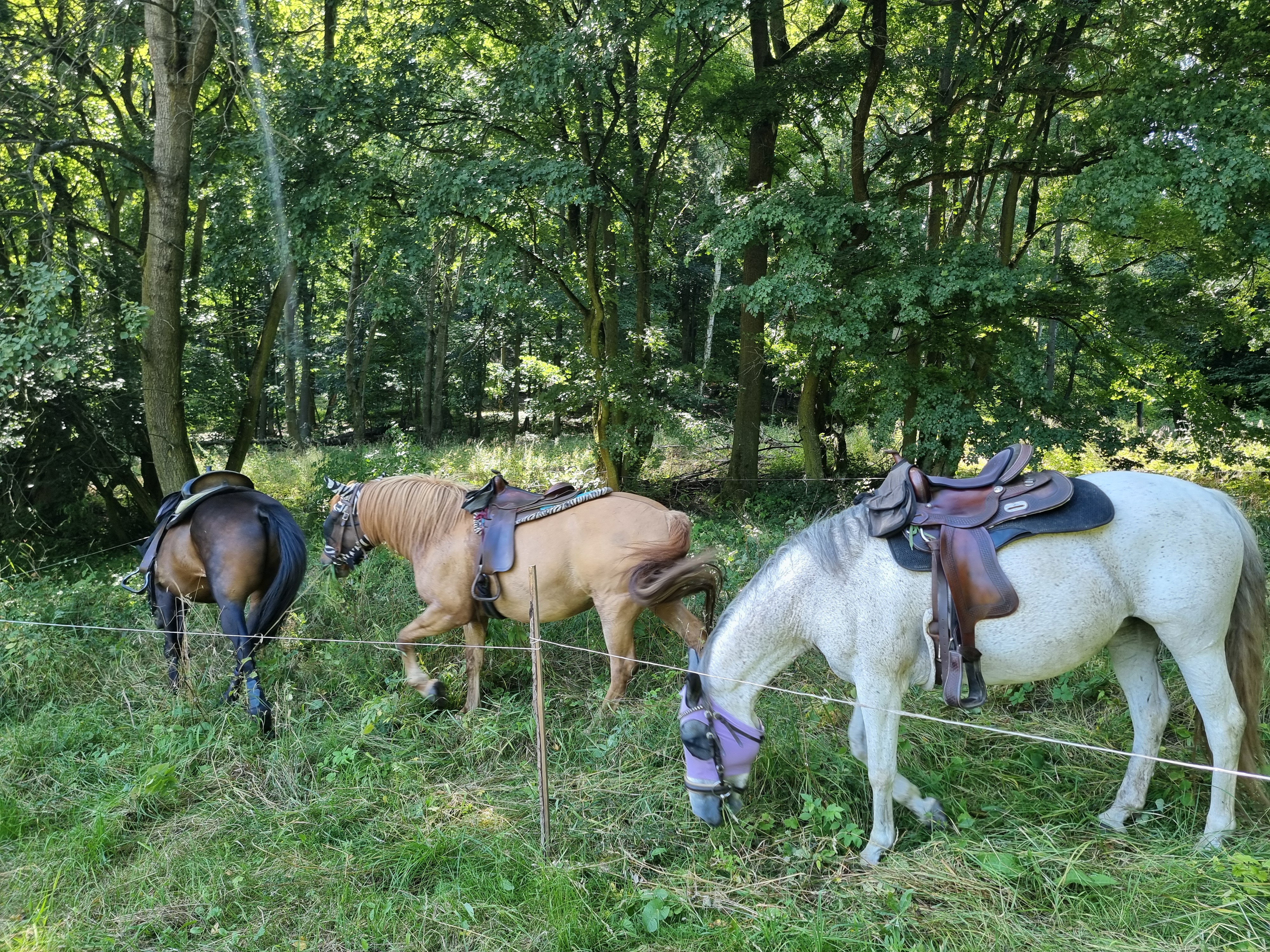 Toulavý kůň - stáj Mukařov z.s. foto 6