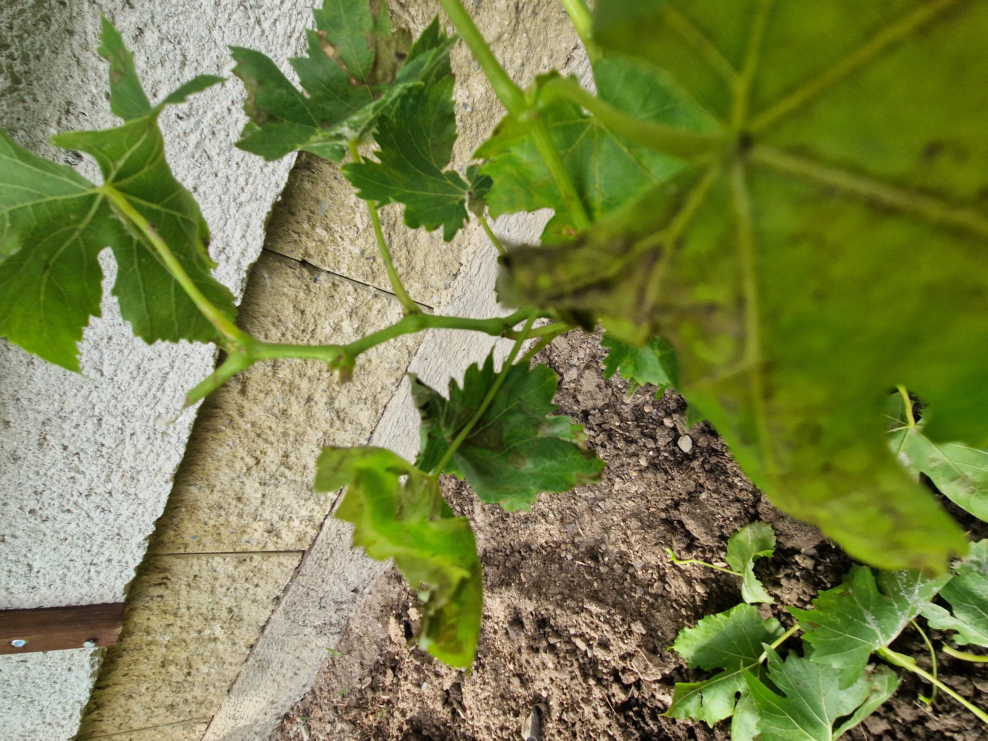 Zahradnictvi-rool.cz foto 3