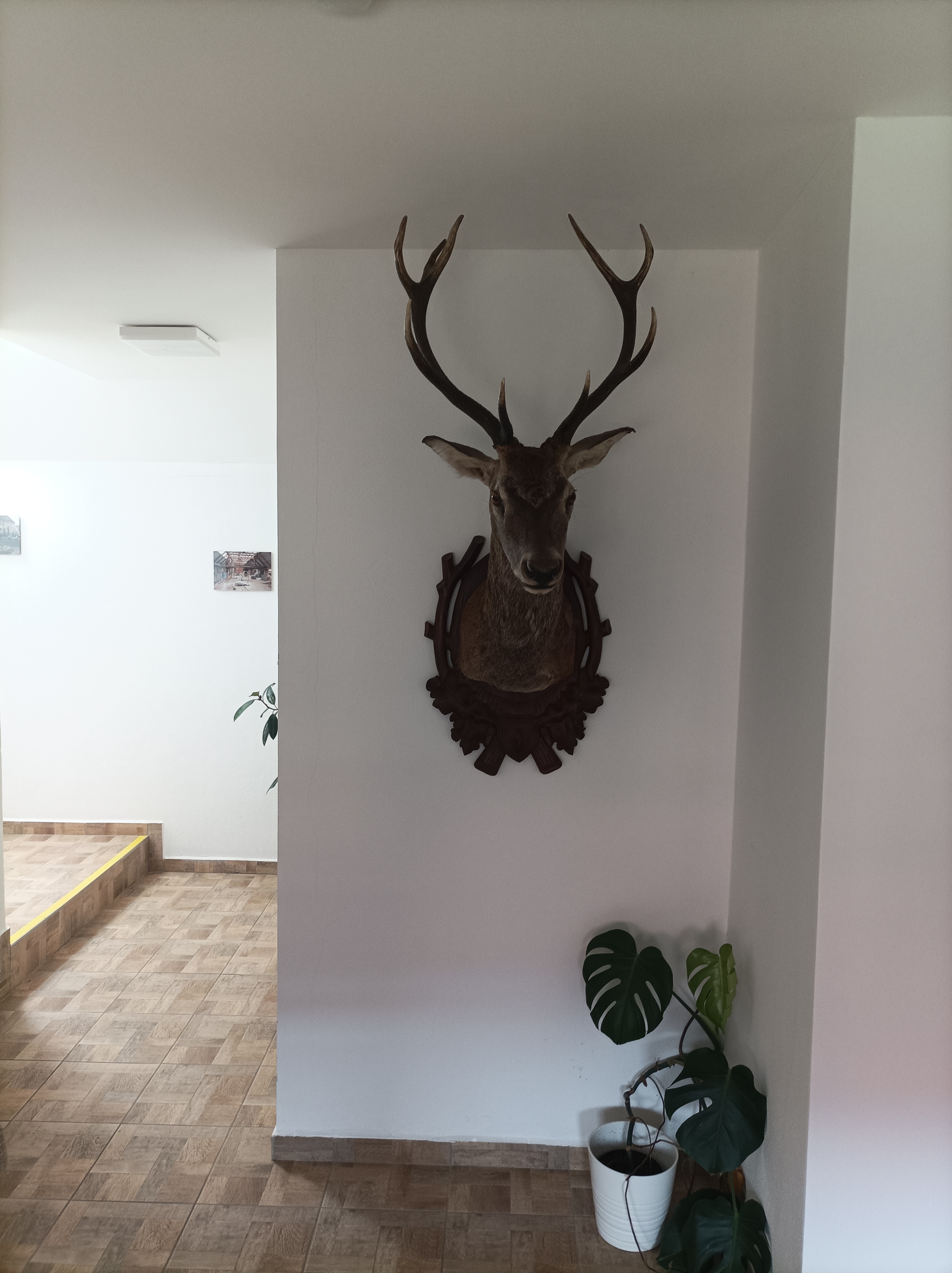 Penzion U Dubu foto 4