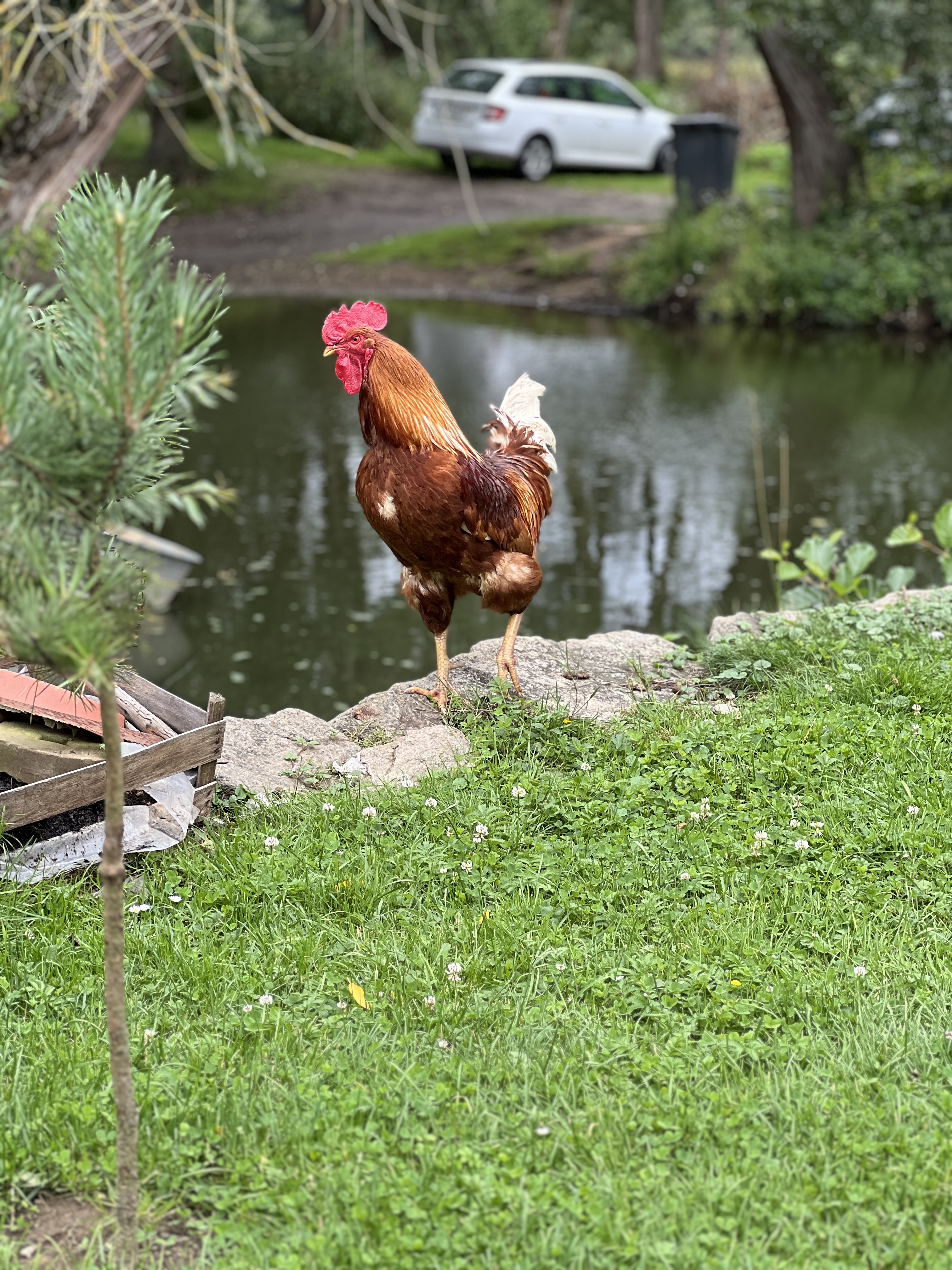 Farma Dolejší mlýn foto 4