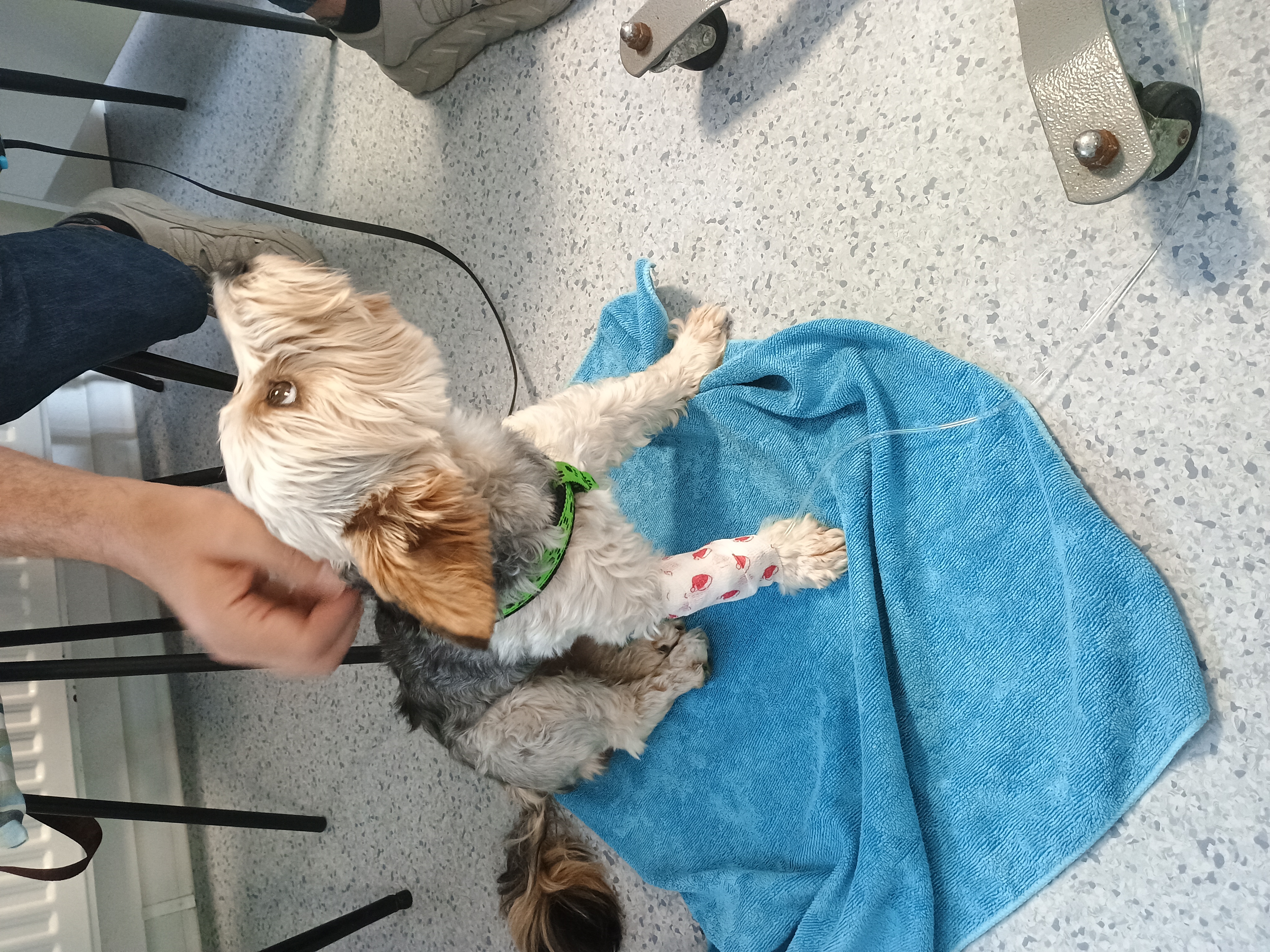 Veterinární ordinace Klatovy, s.r.o. foto 6