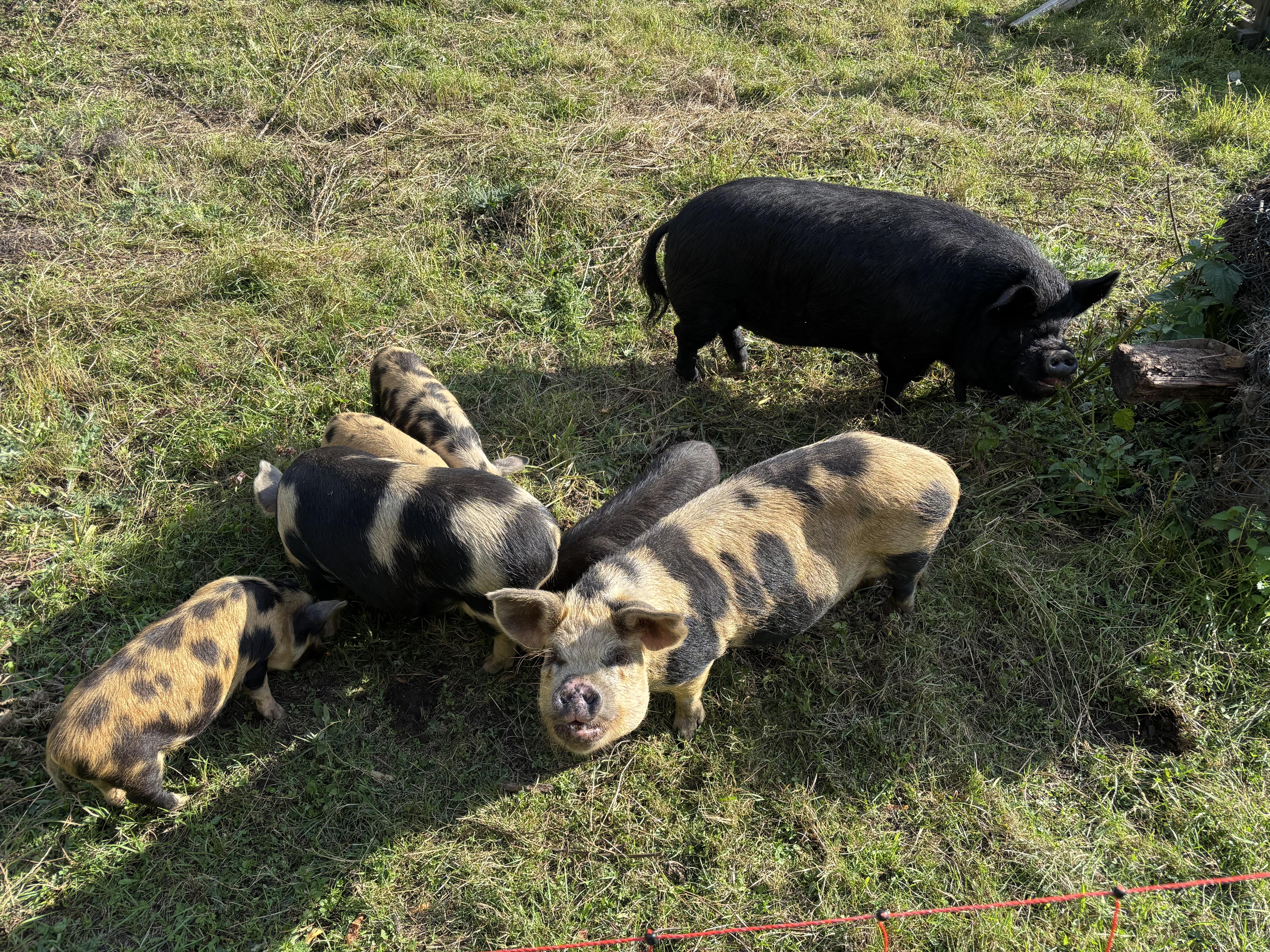 Nové Město pod Smrkem - městský úřad foto 6