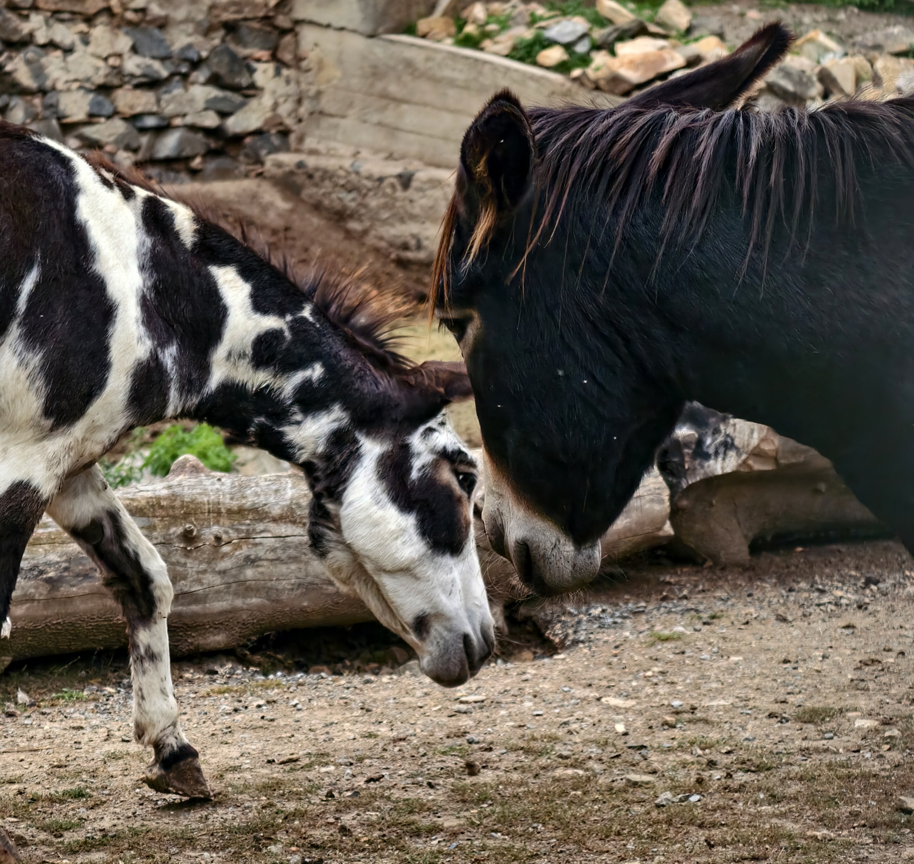 Zoopark Čarodějnický dvůr foto 6