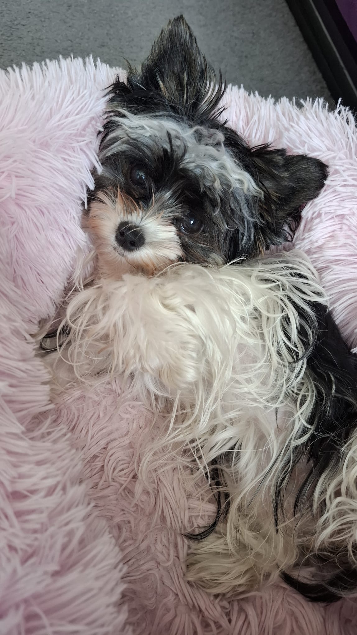 MVDr. Václav Trnka - Veterinární klinika Elza foto 3